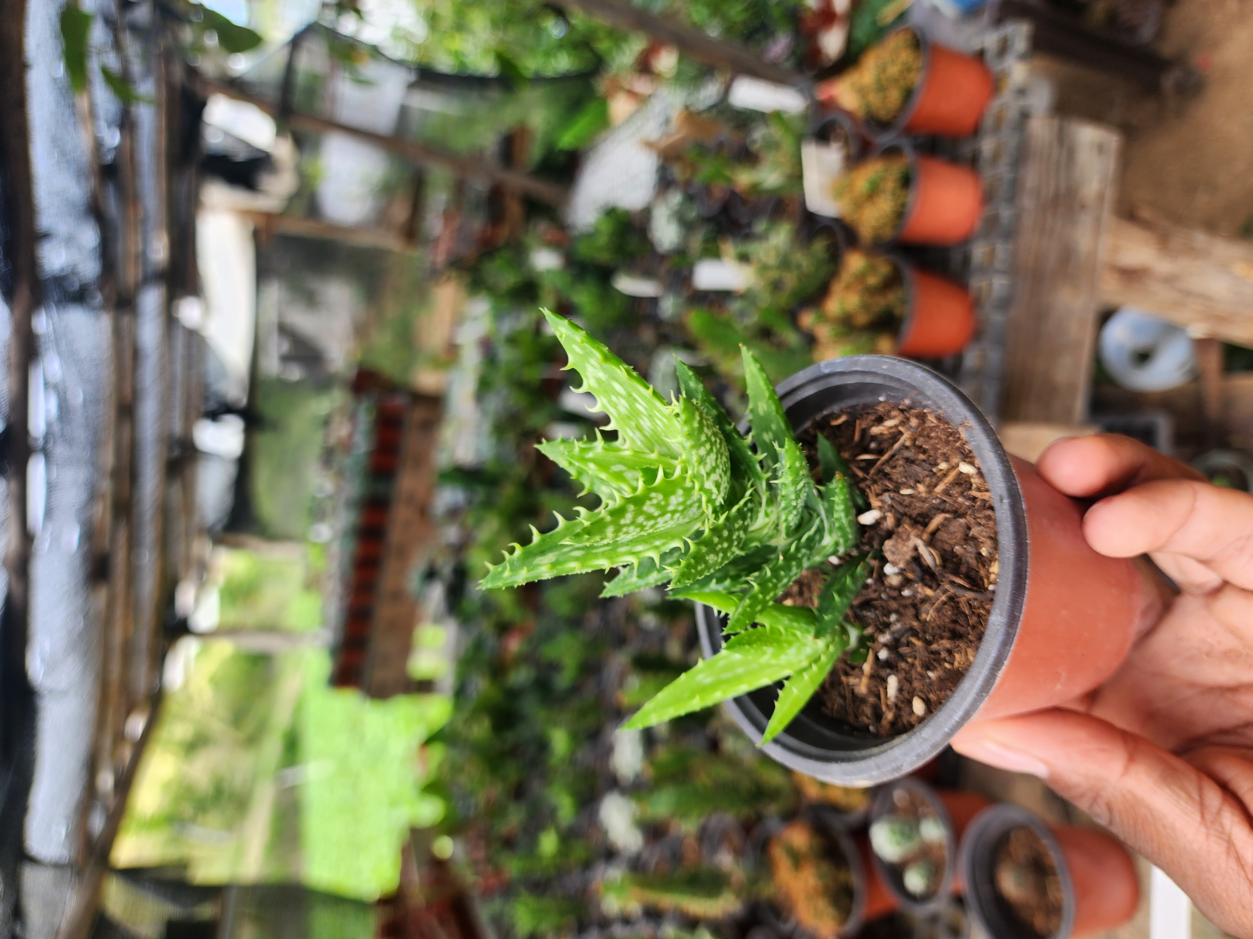 Aloe Juvenna