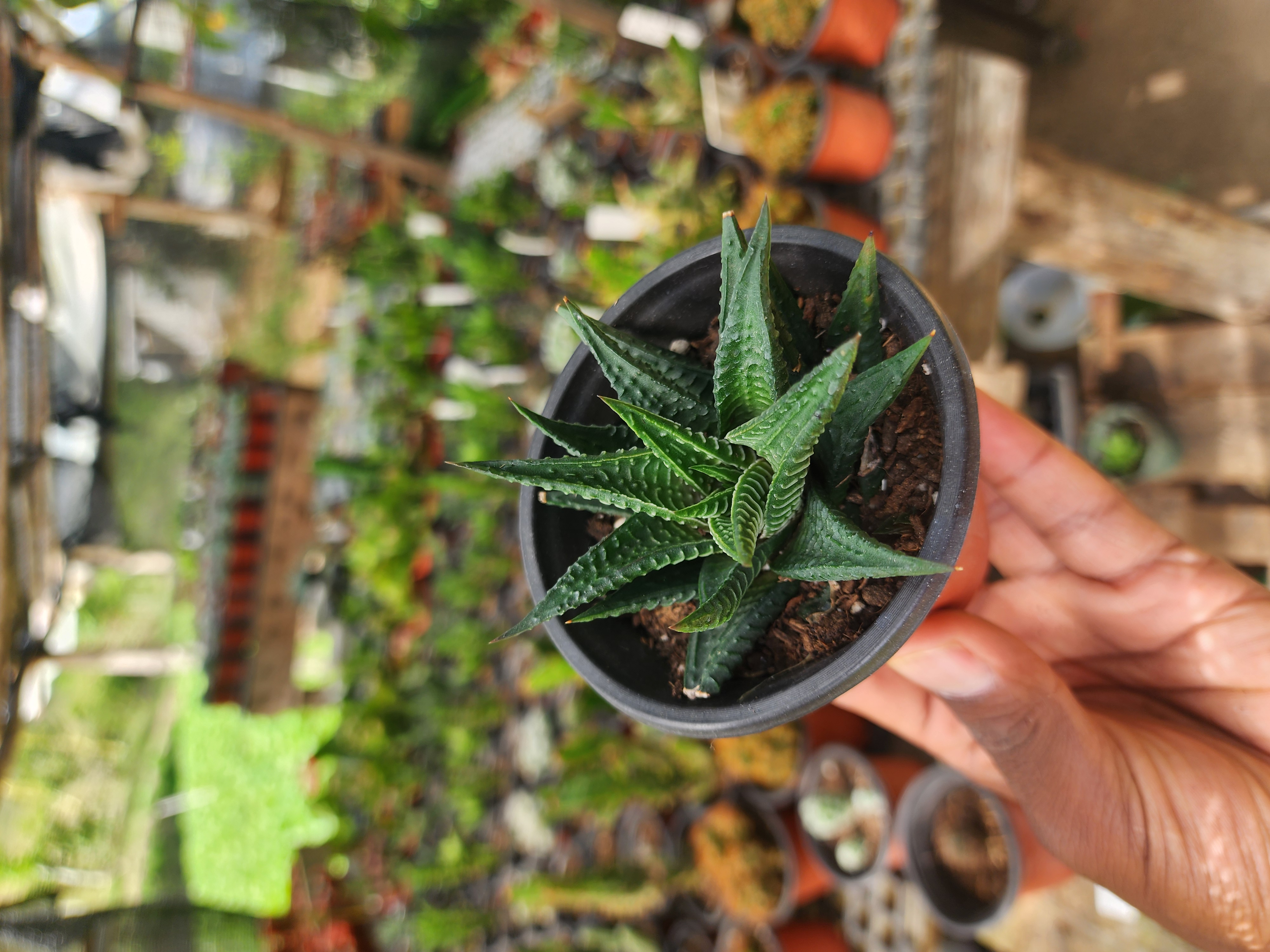 Haworthia Limifolia