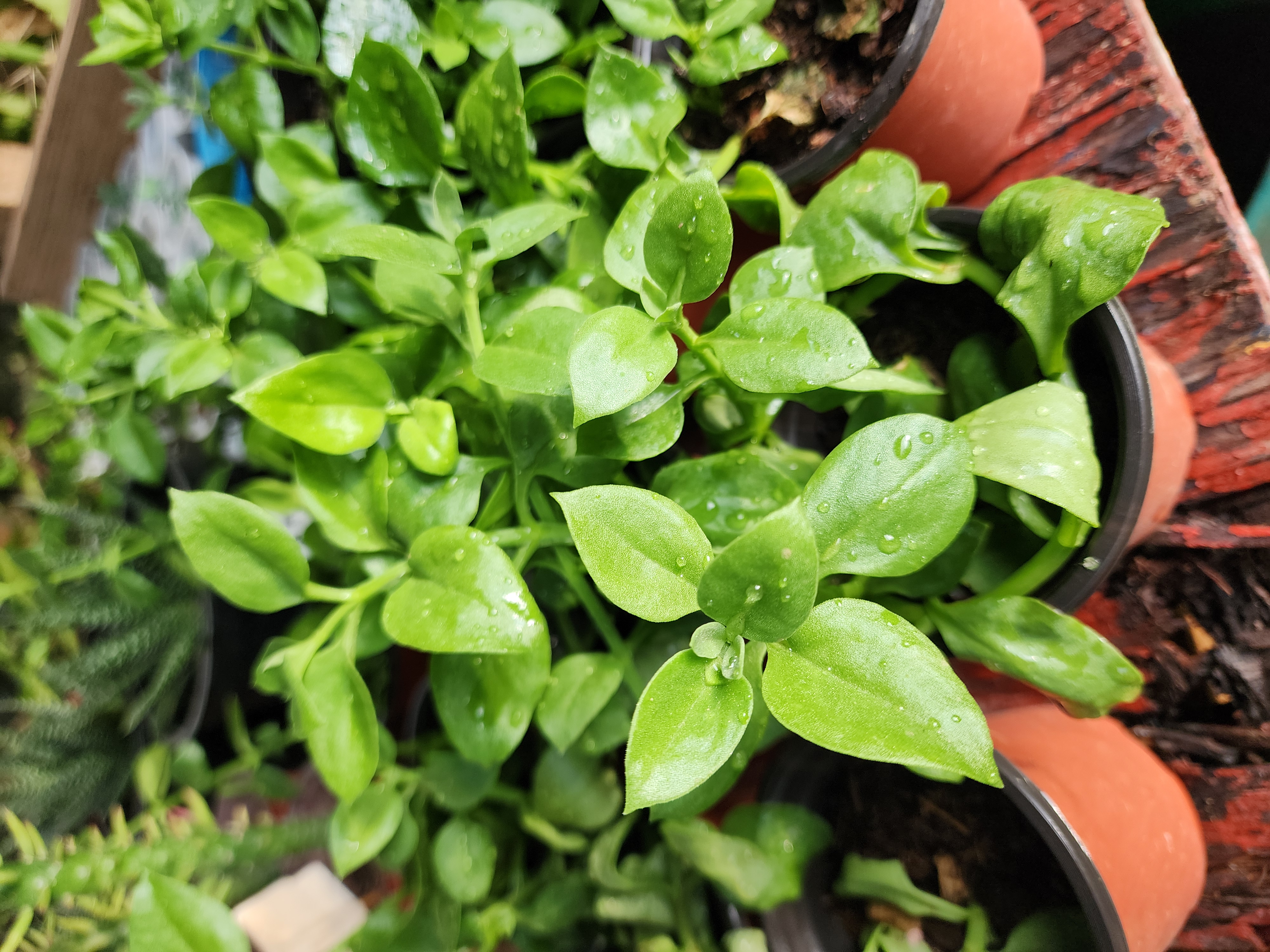 Aptenia Cordifolia (Rocío)