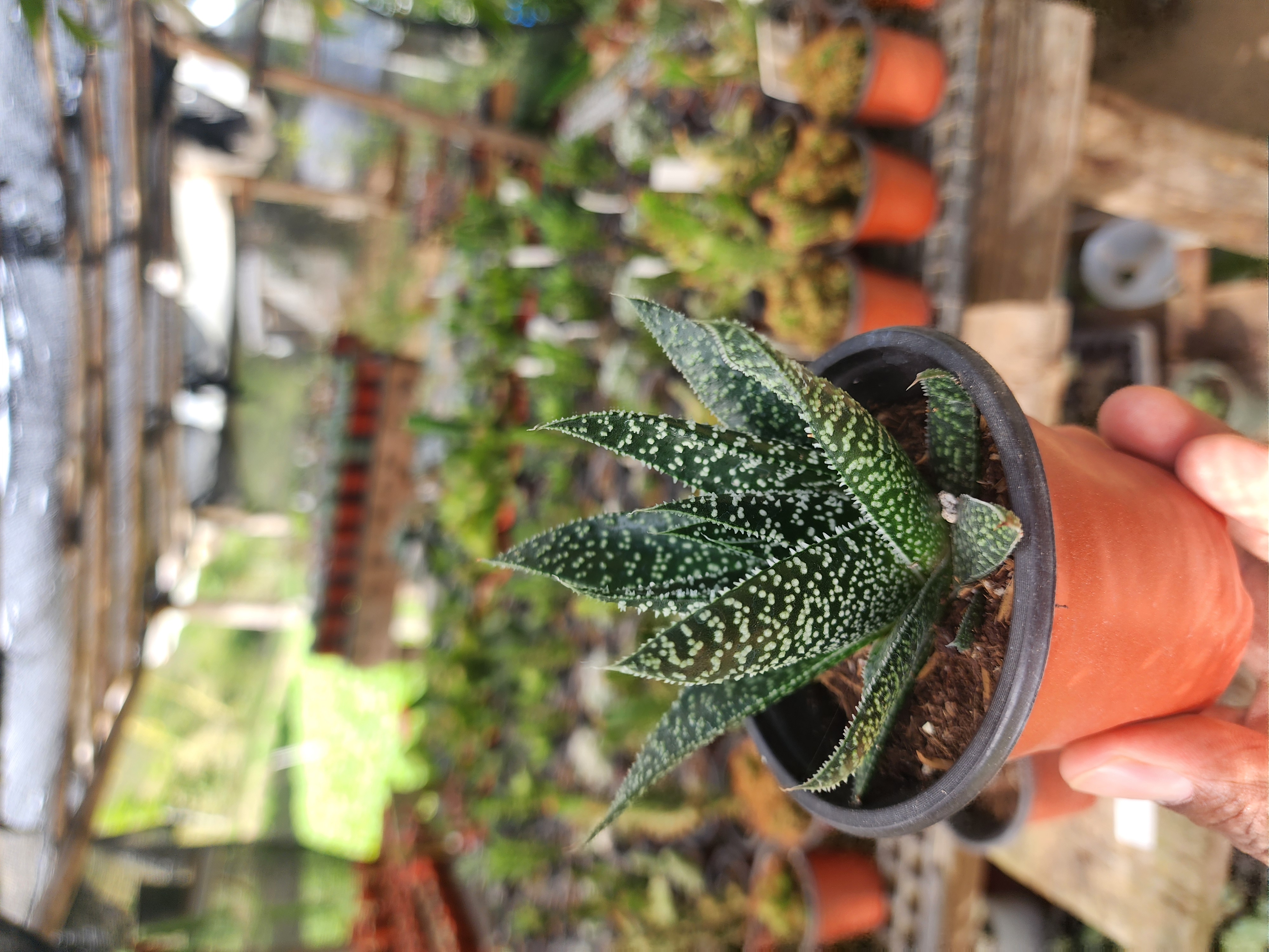 Gasteria Flow
