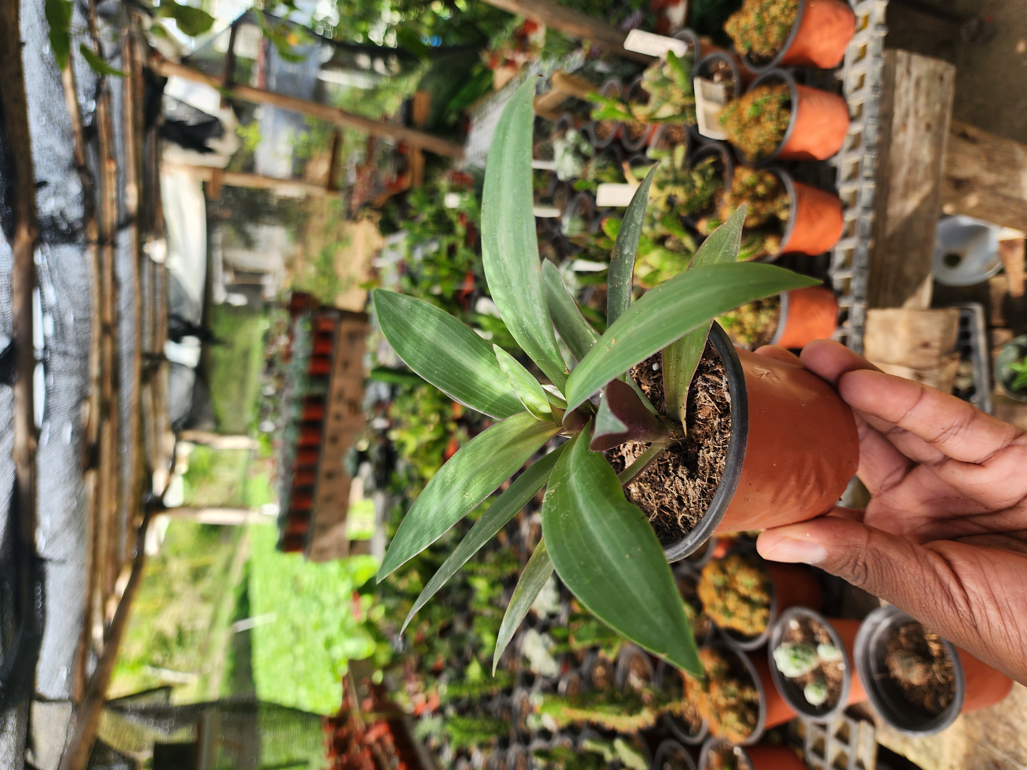 Tradescantia Spathacea (Maguey morado)