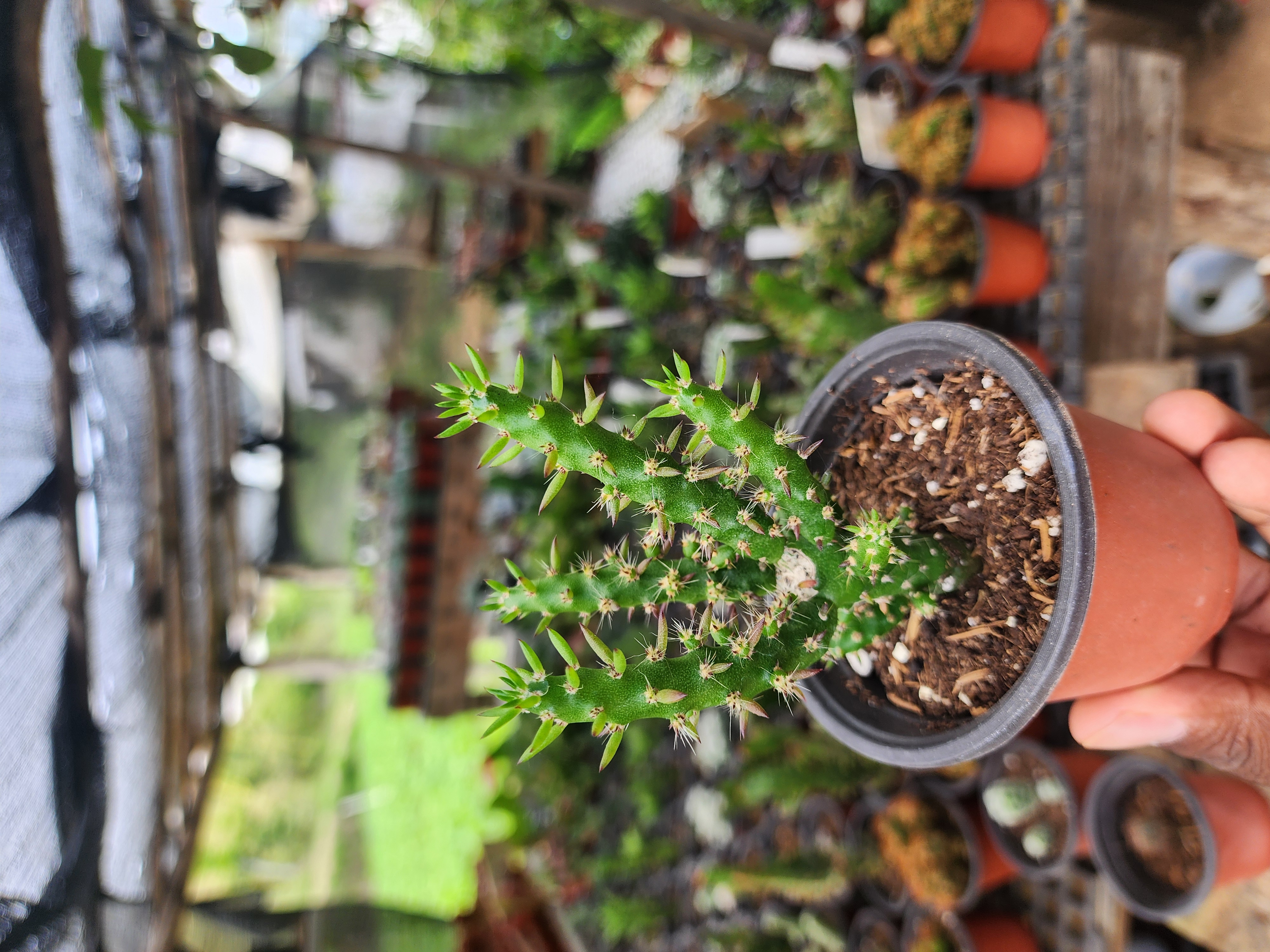 Austrocylindropuntia Subulata (Alfileres de Eva)