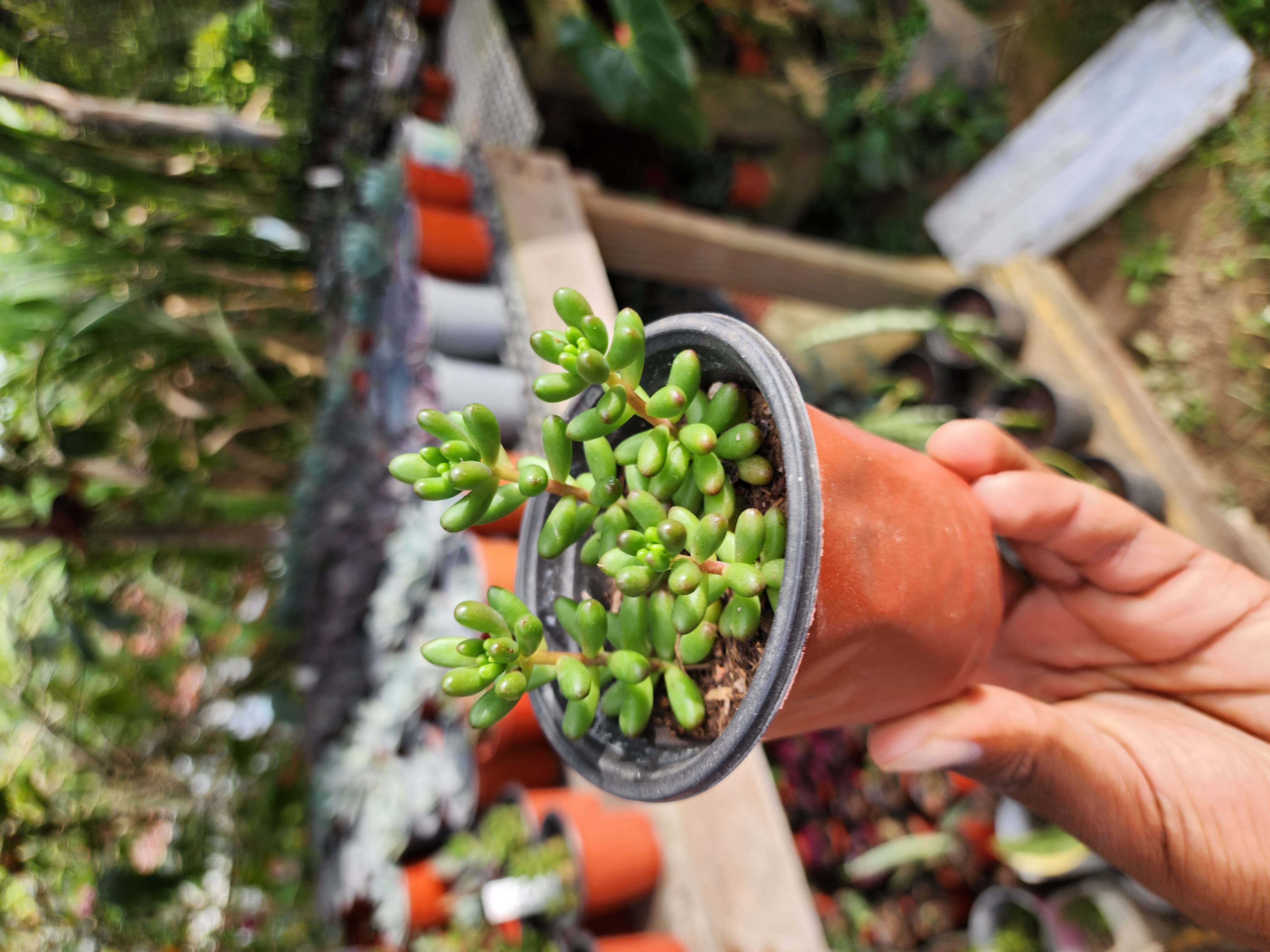 Sedum Rubrotinctum