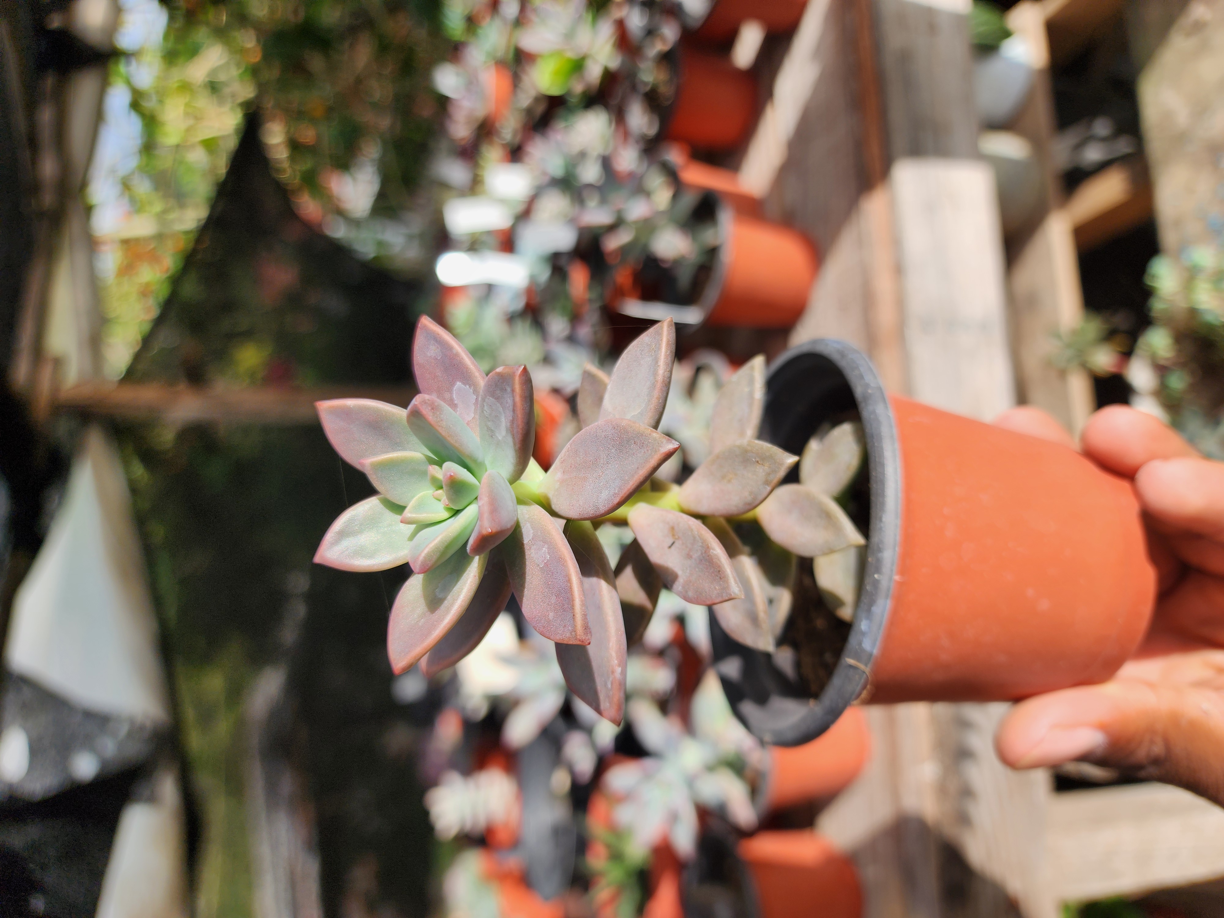 Graptosedum Bronze