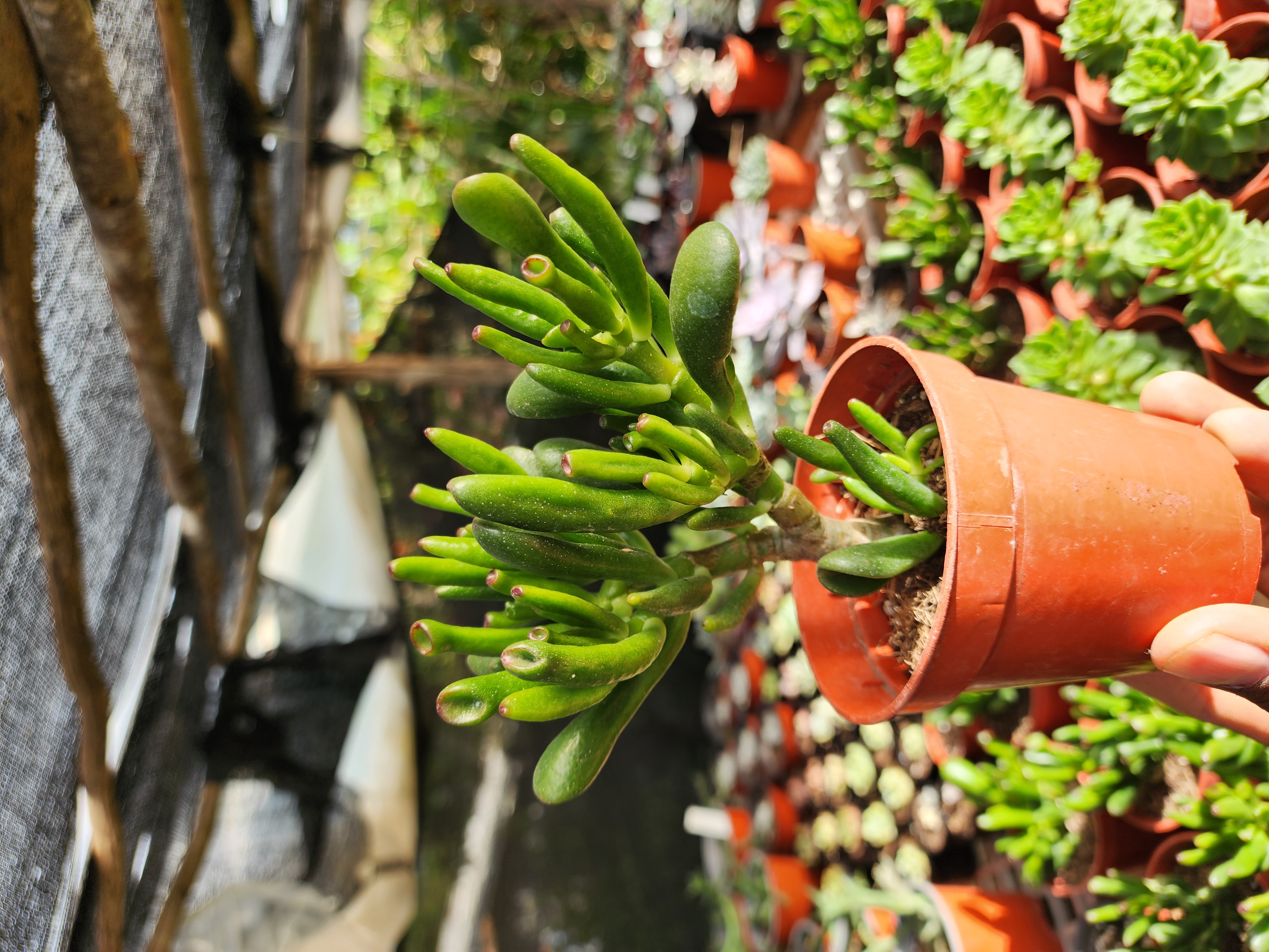 Crassula Obata Gollum (Oreja de Shrek)