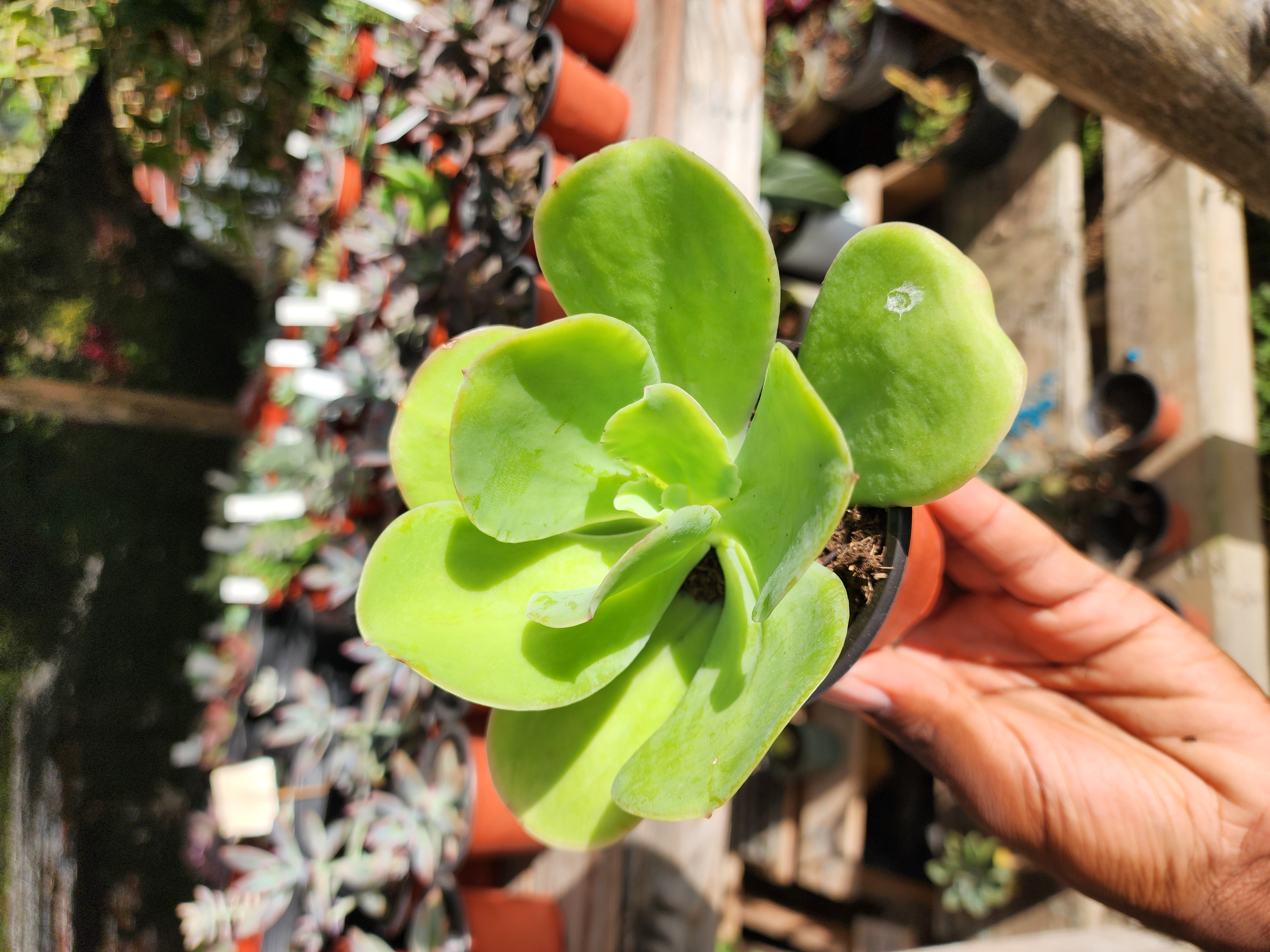 Echeveria Pallida