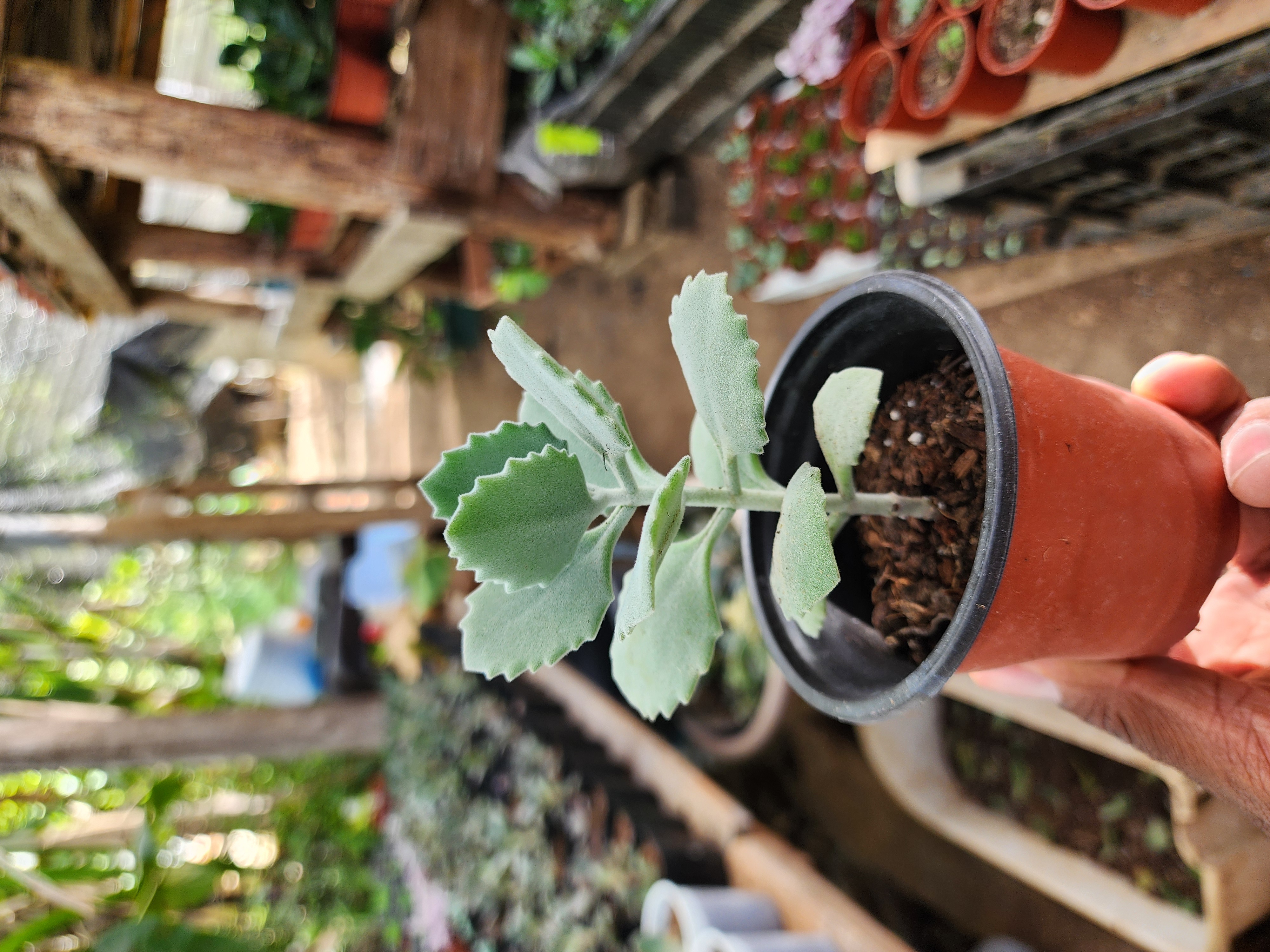 Kalanchoe Millotii
