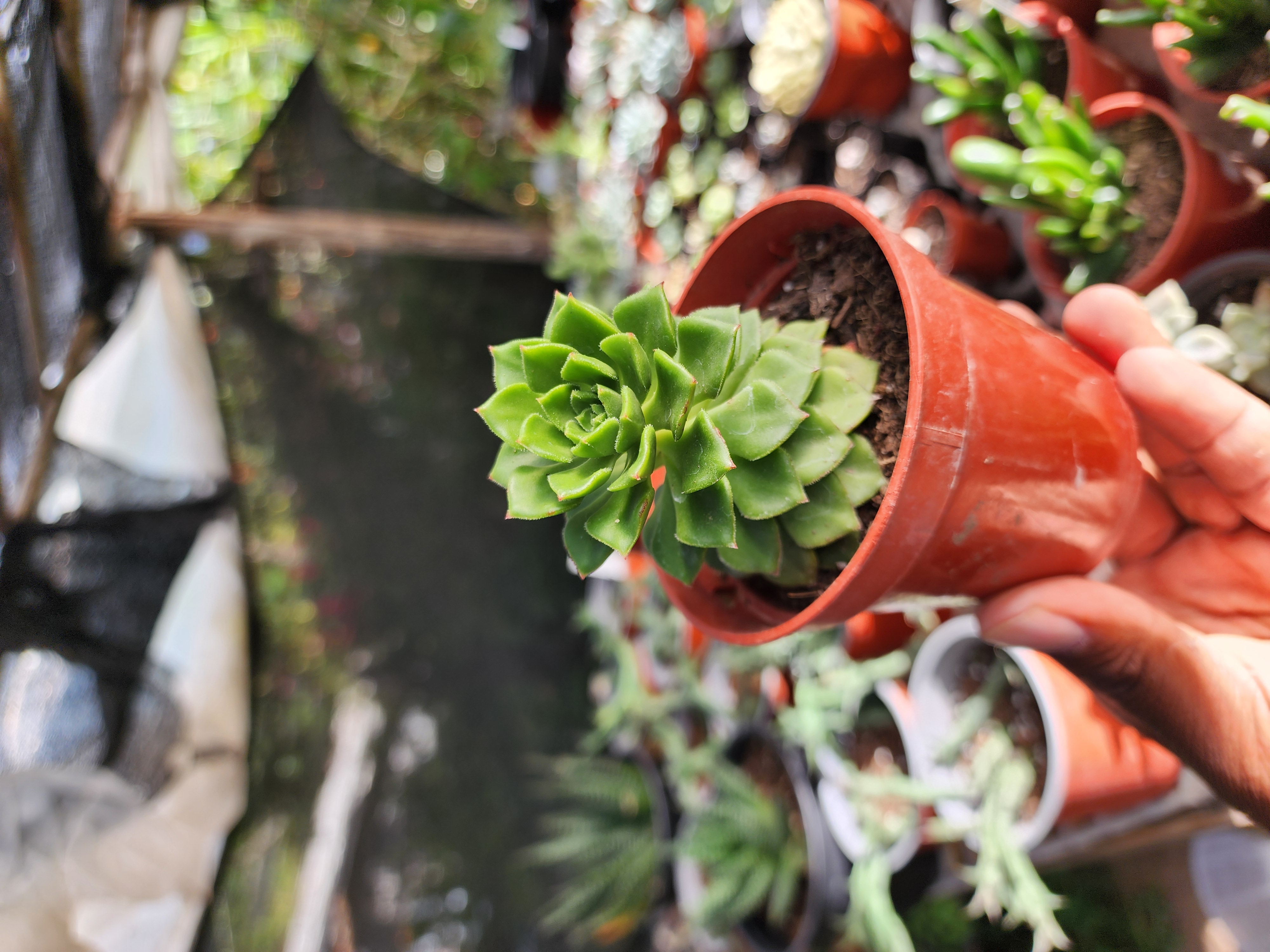 Sedeveria Letizia