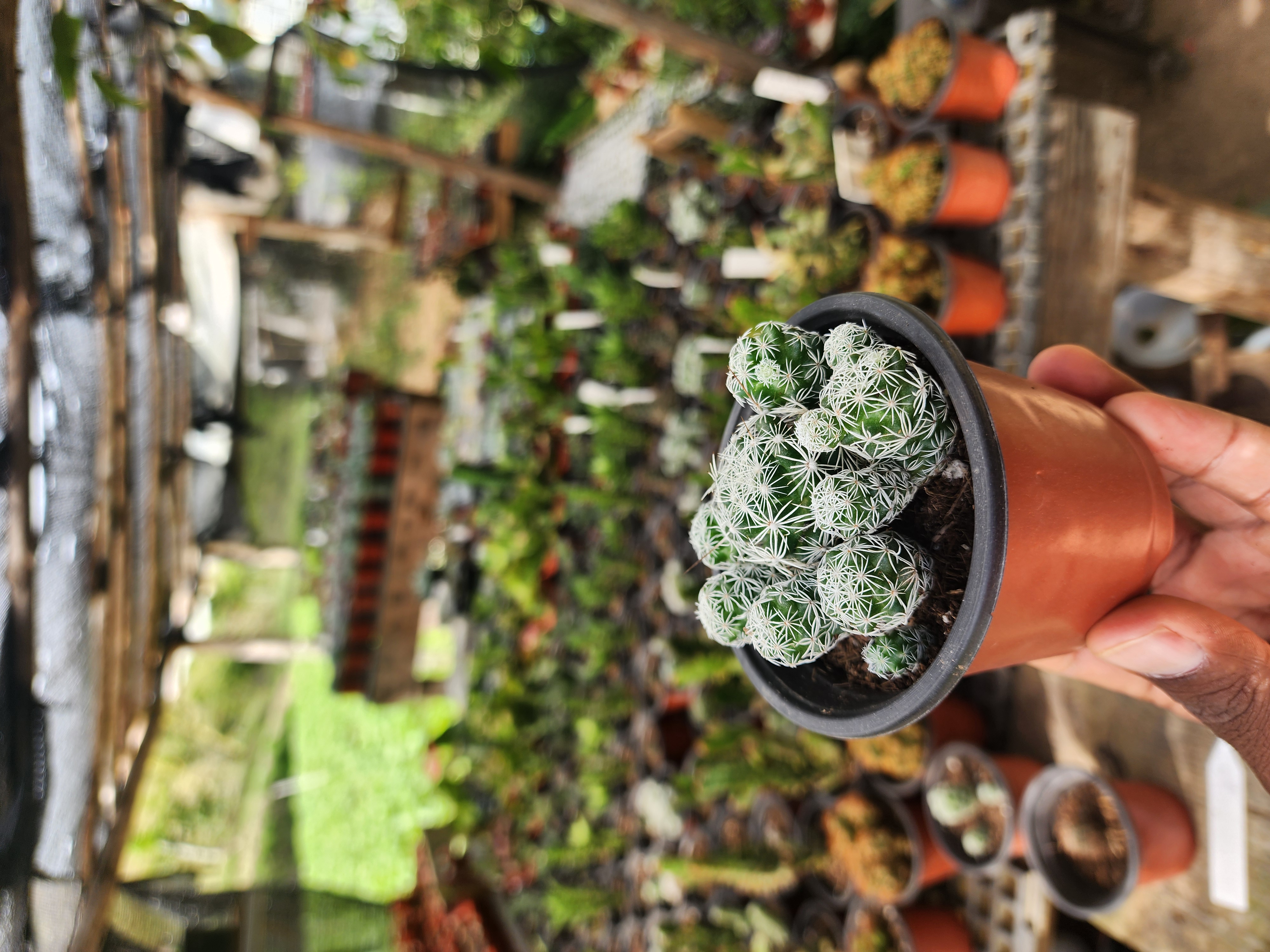 Mammillaria Gracilis Fragilis