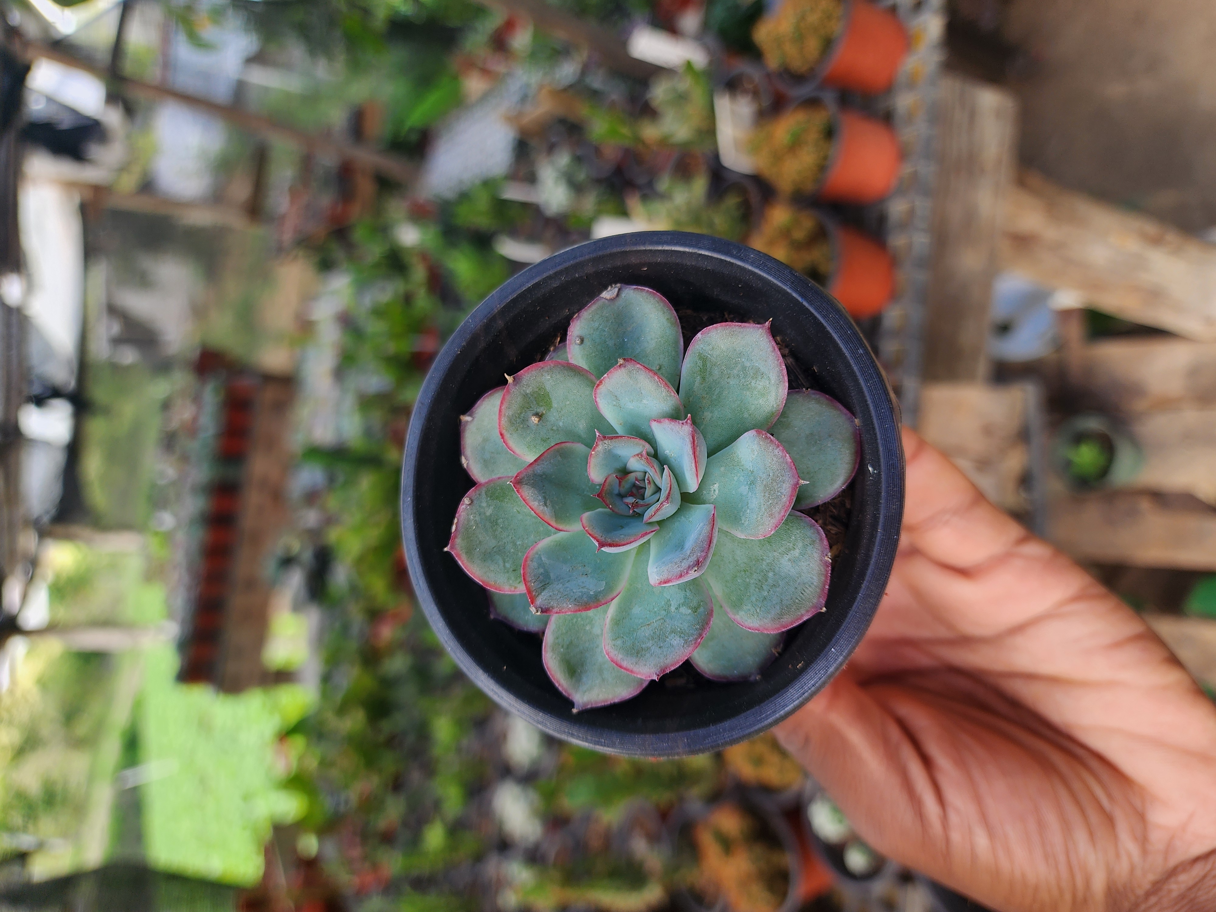 Echeveria Hércules
