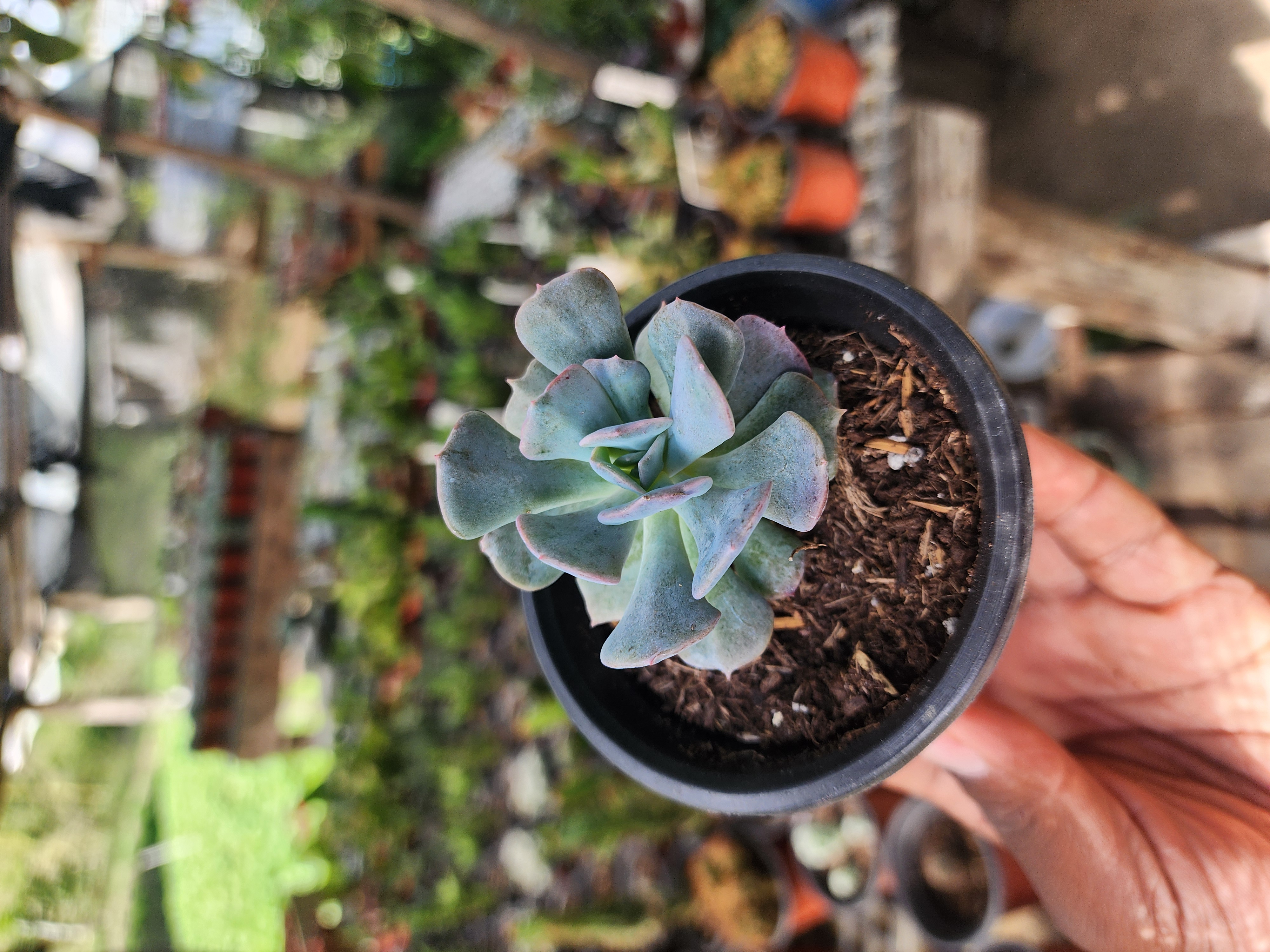 Echeveria  Cubic Frost