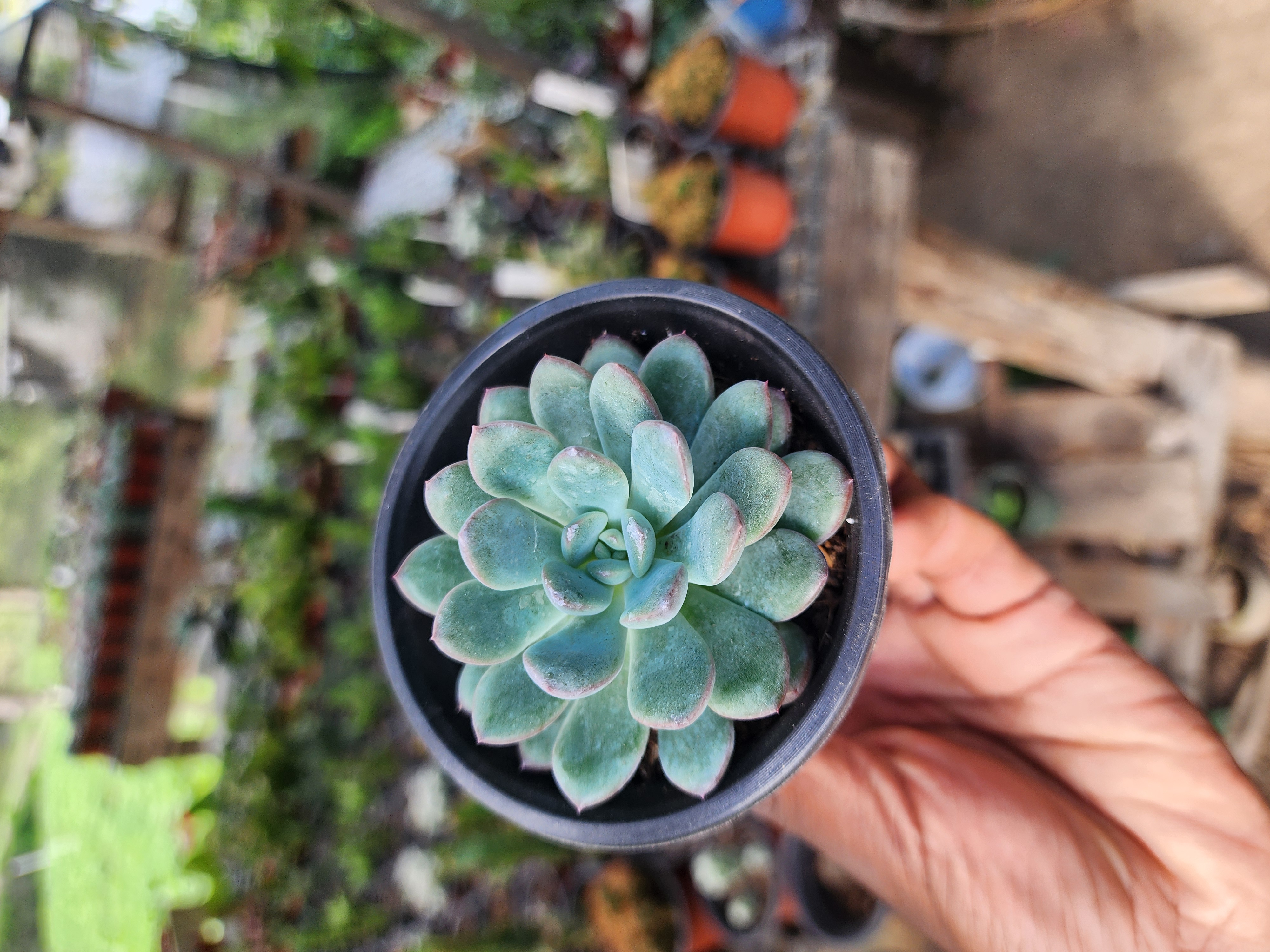 Echeveria Morning Dew