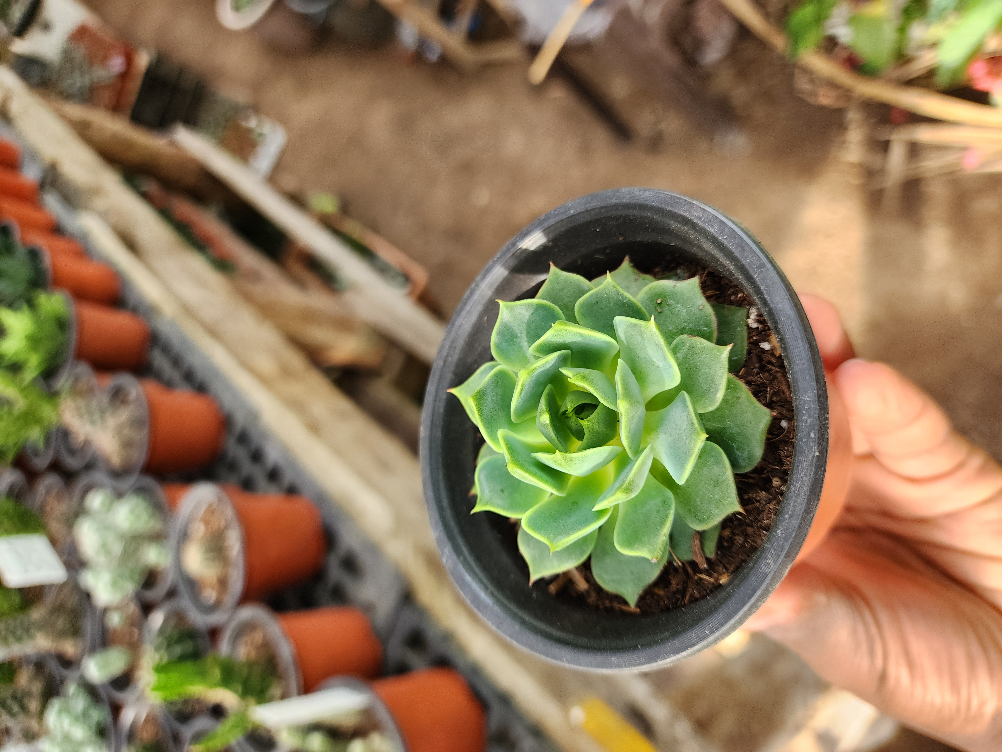 Echeveria Ramillete