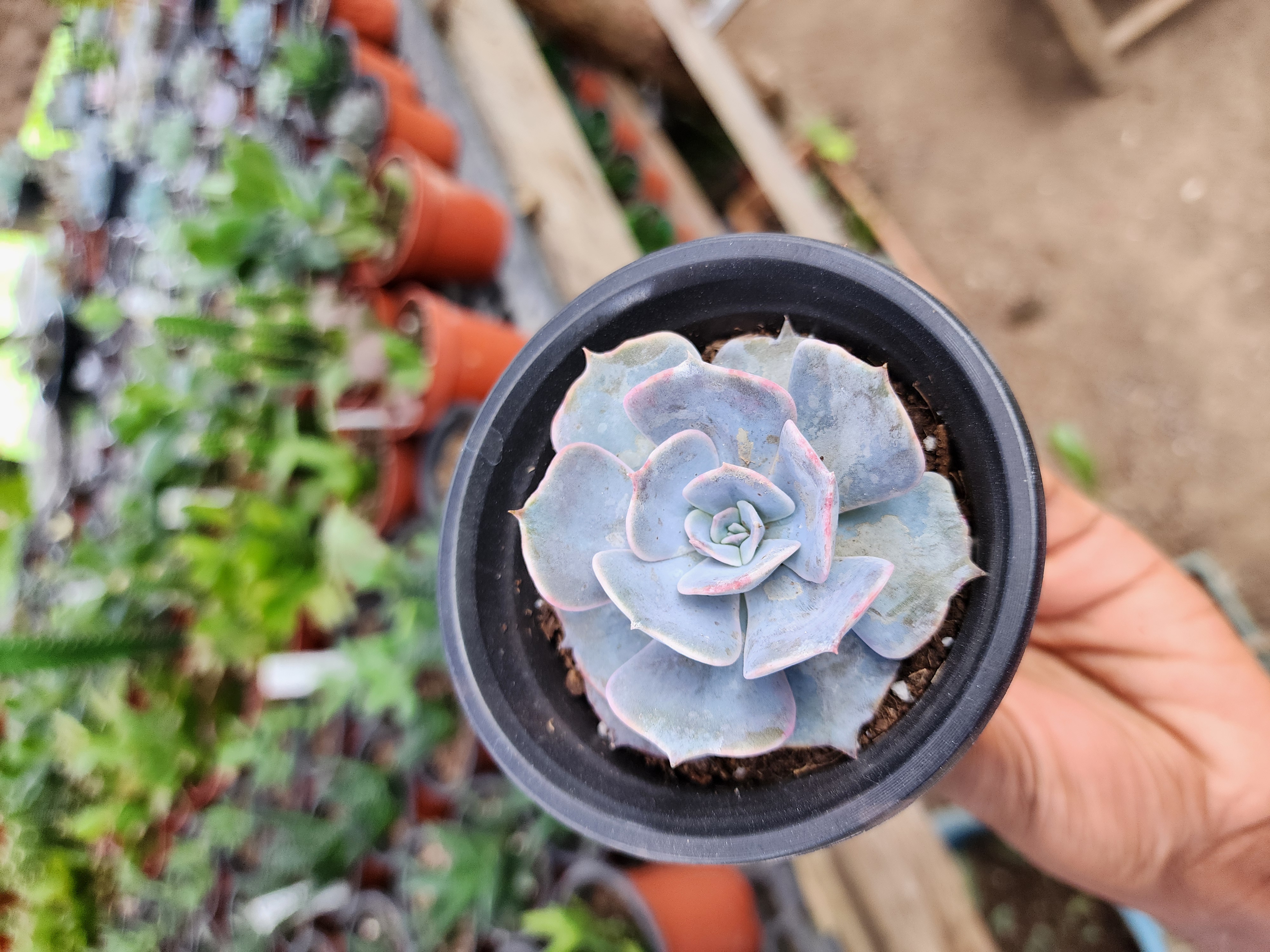 Graptoveria Demie Lune