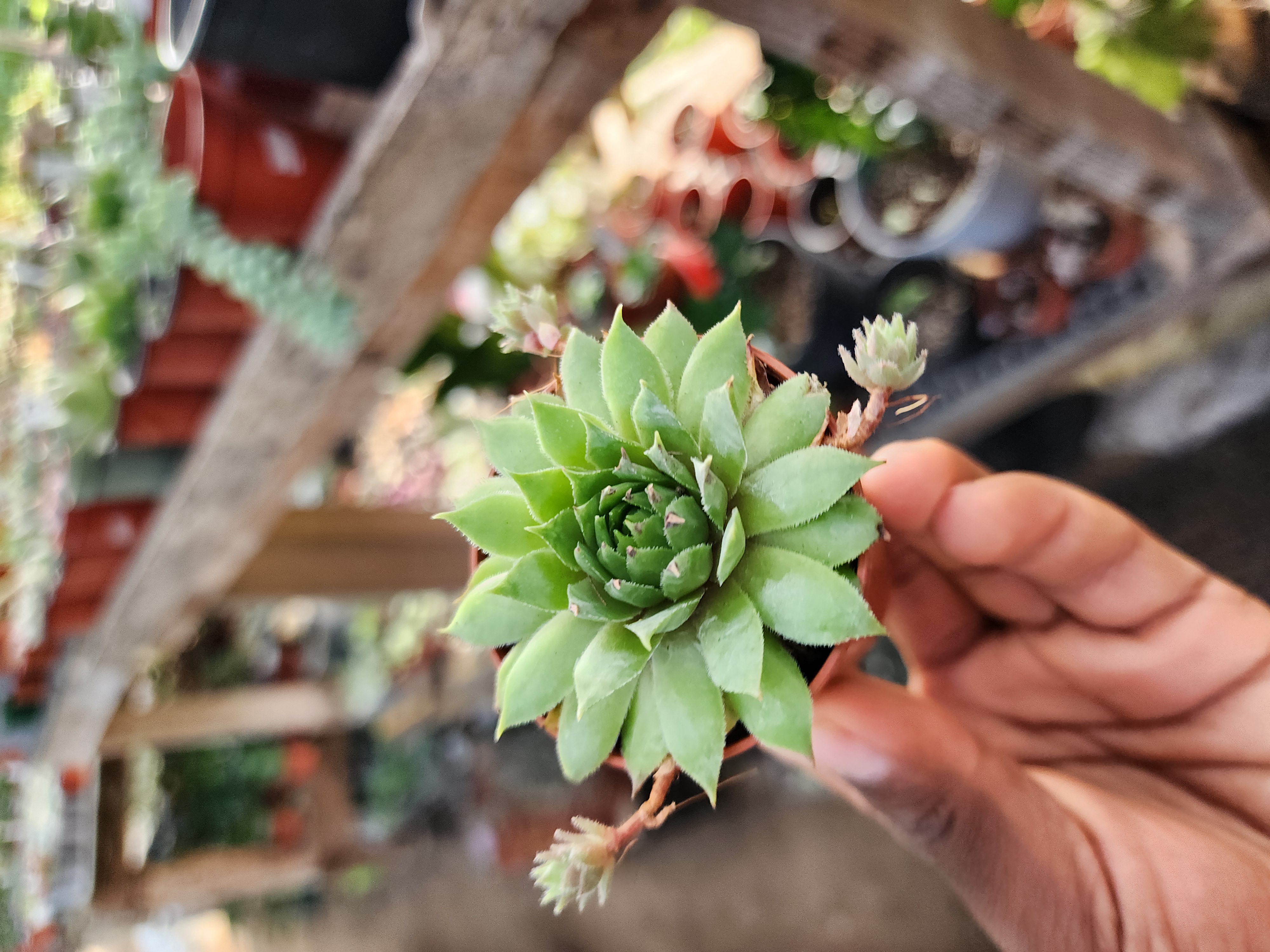 Sempervivum Spp 01