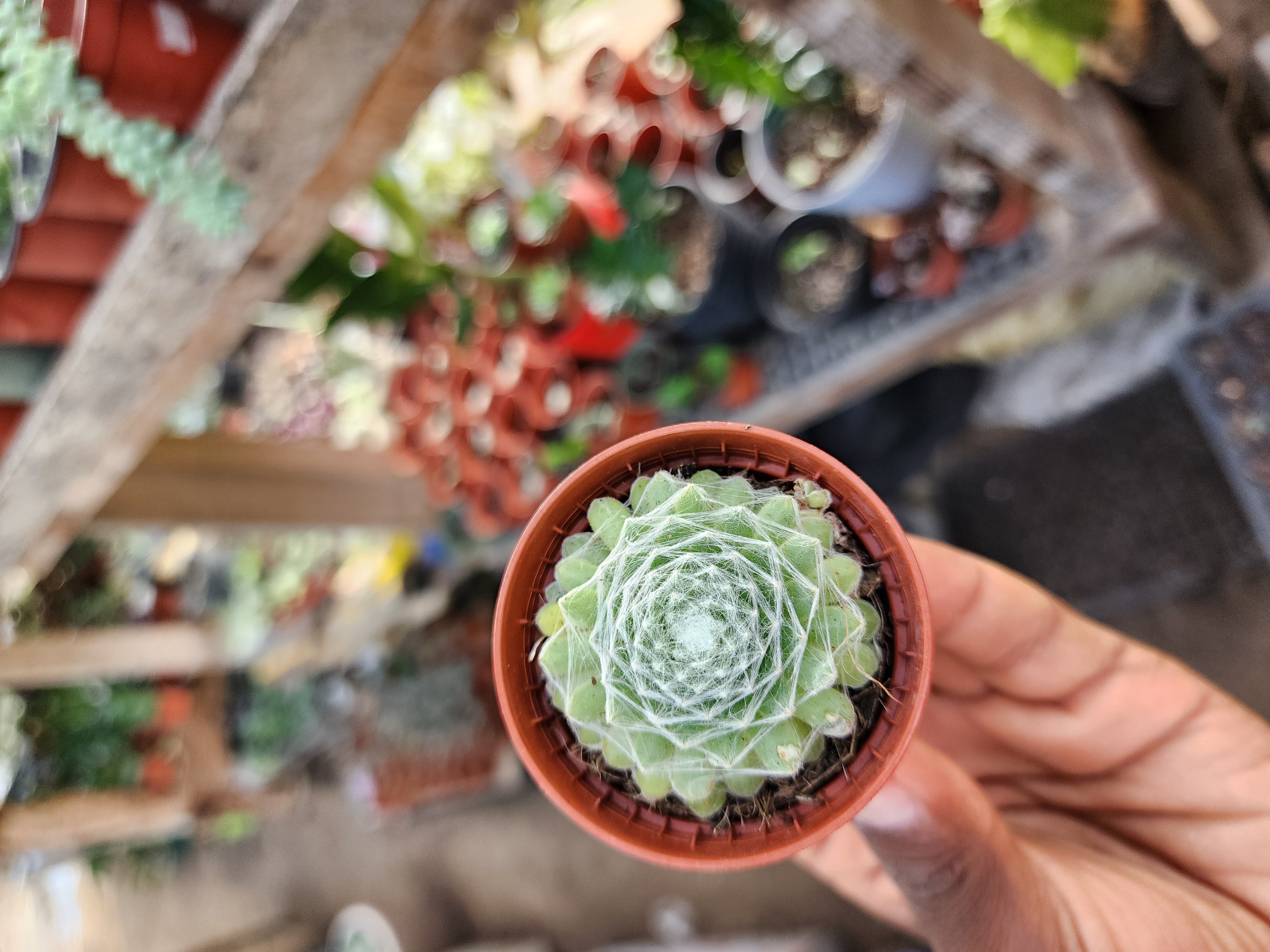 Sempervivum Arachnodeum Spp
