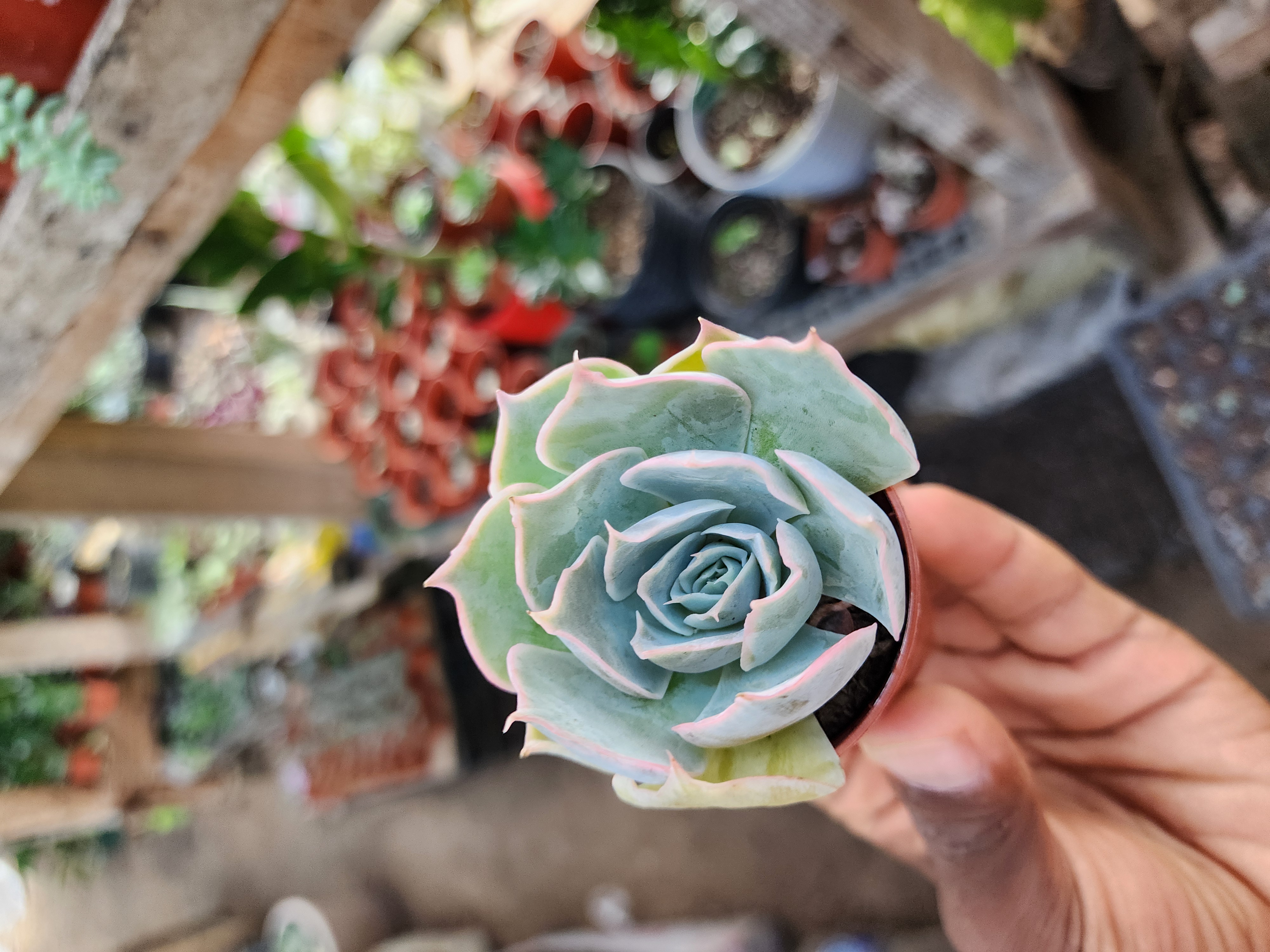 Echeveria Pollux