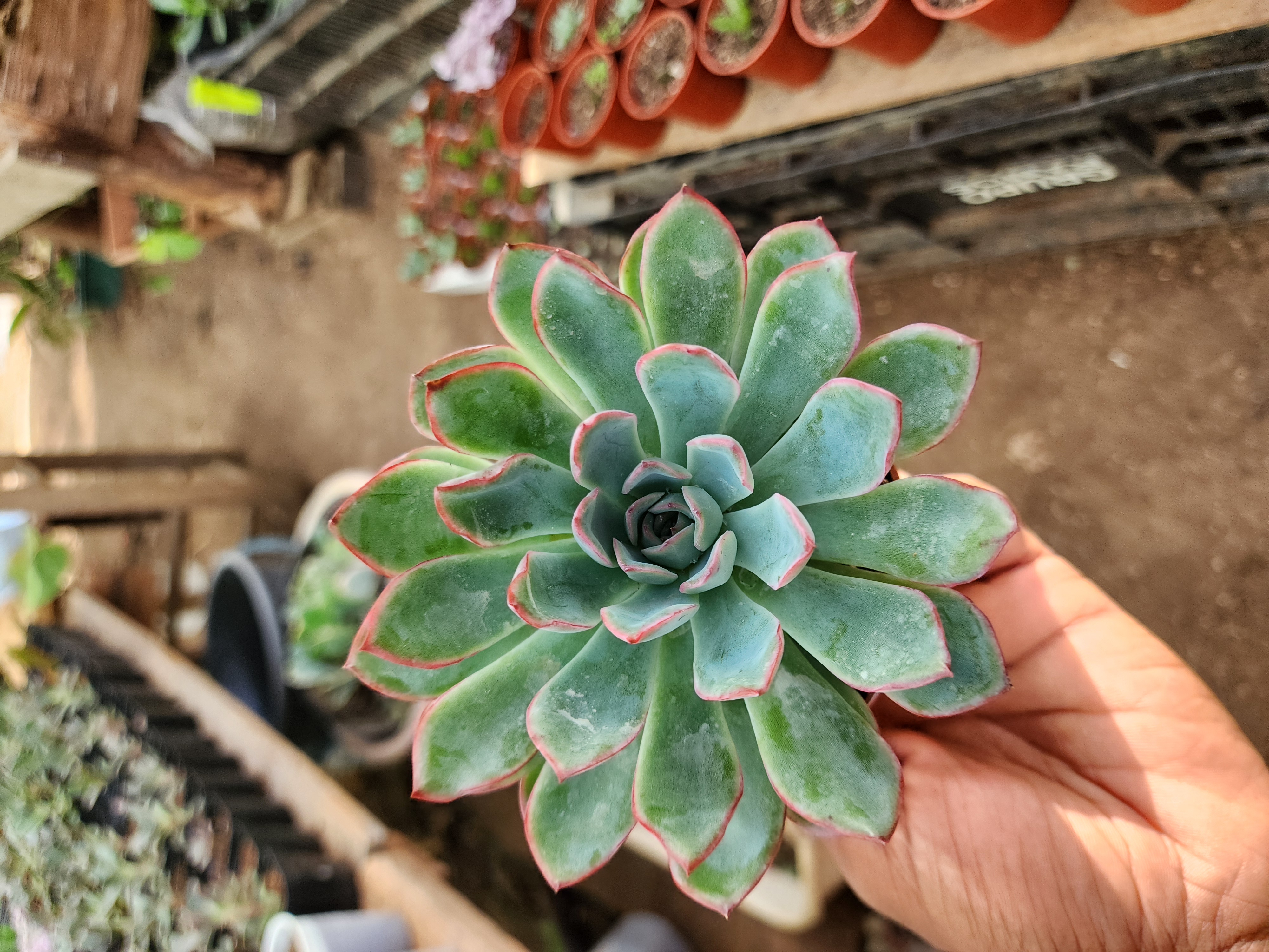 Echevería Pulidonis