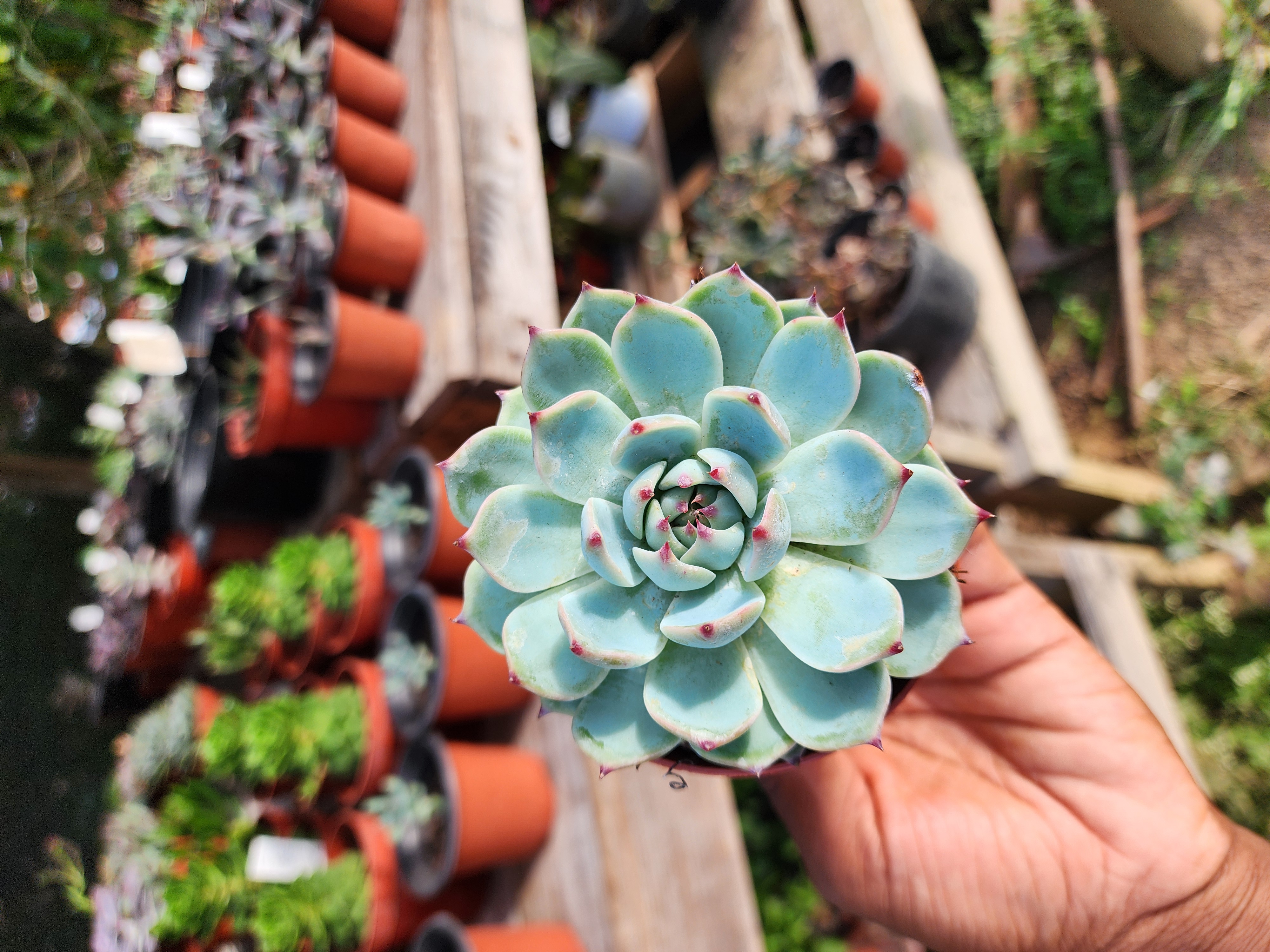 Echeveria Chihuahuensi