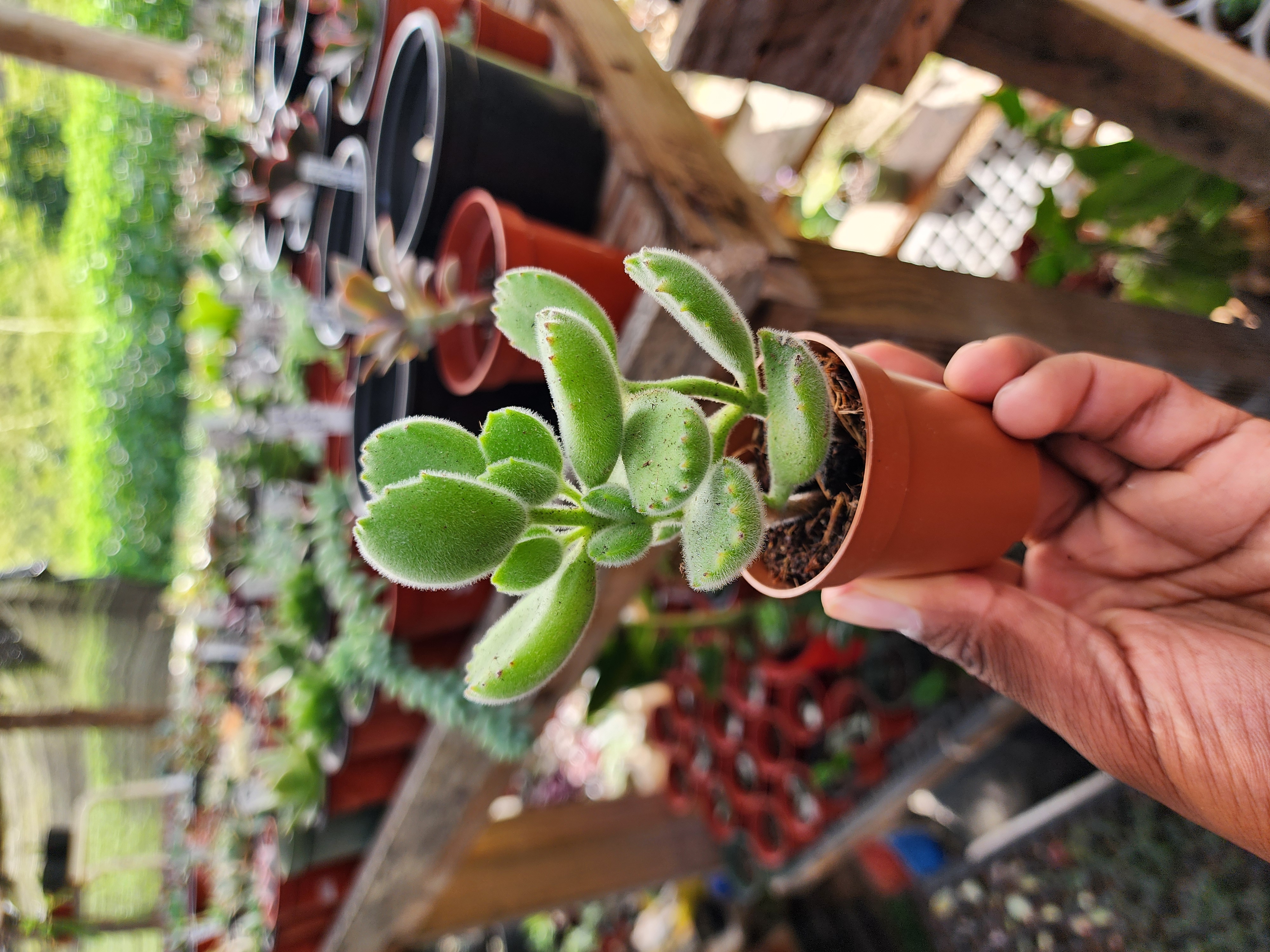 Cotyledon Tomentosa (Garrita de Oso)