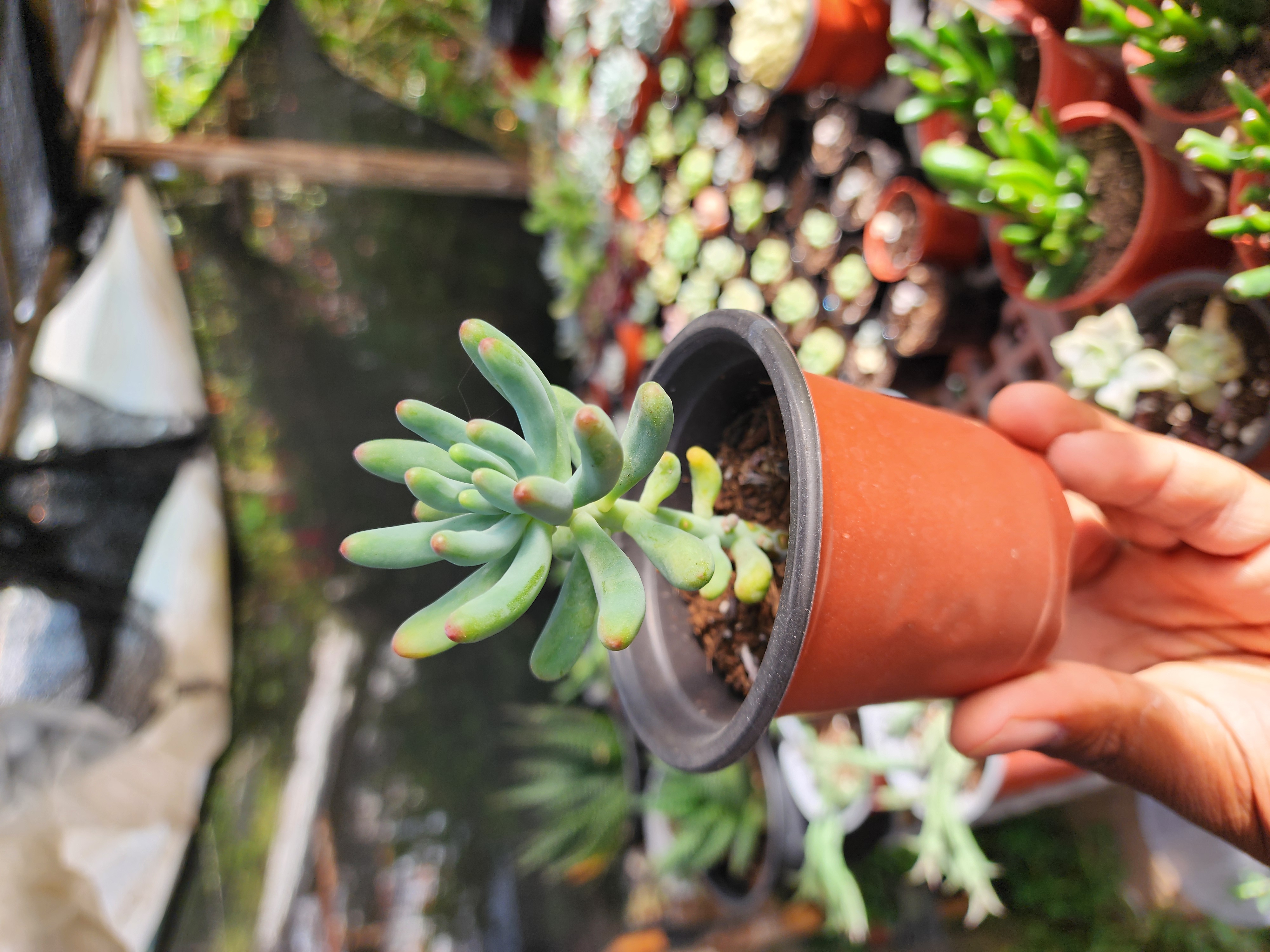 Sedum Pachyphyllum