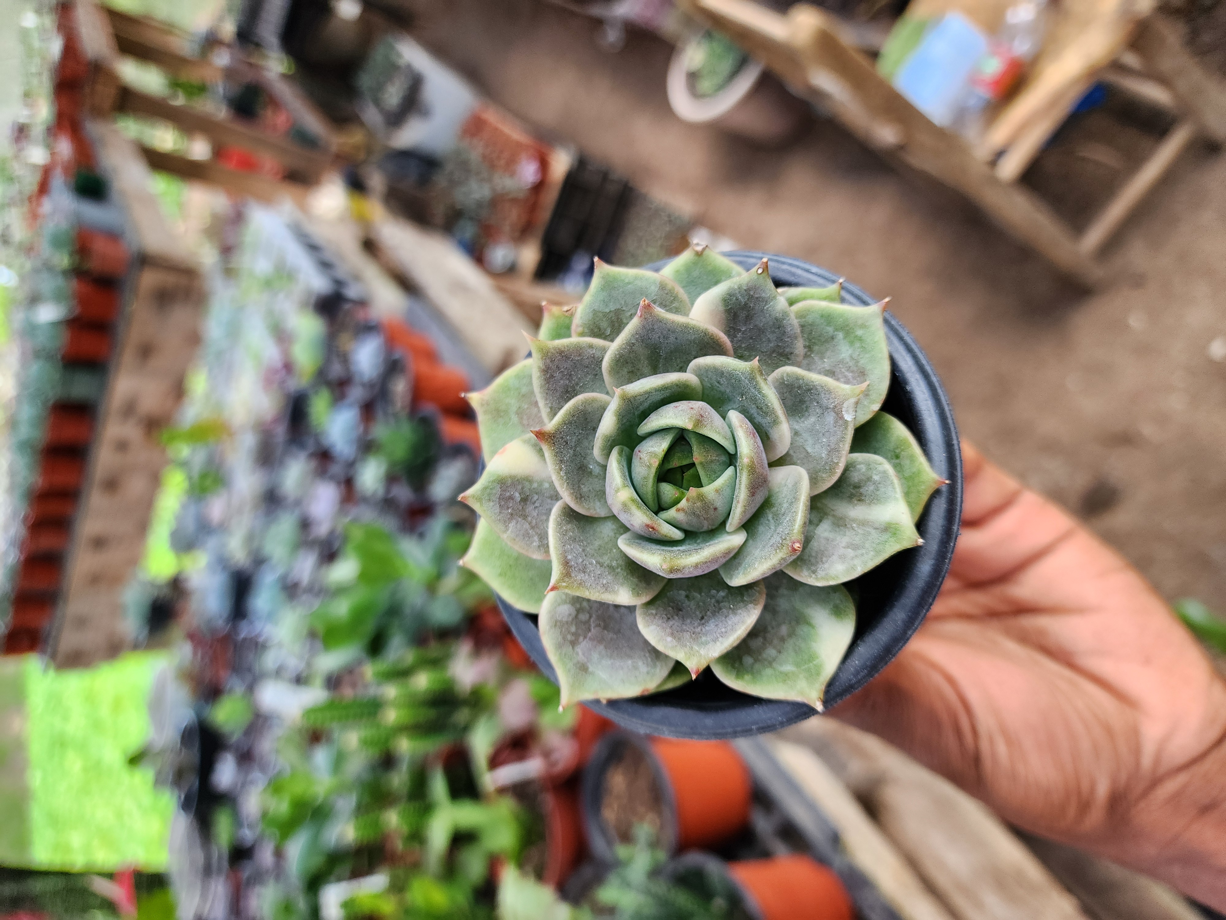 Echeveria Sapphire