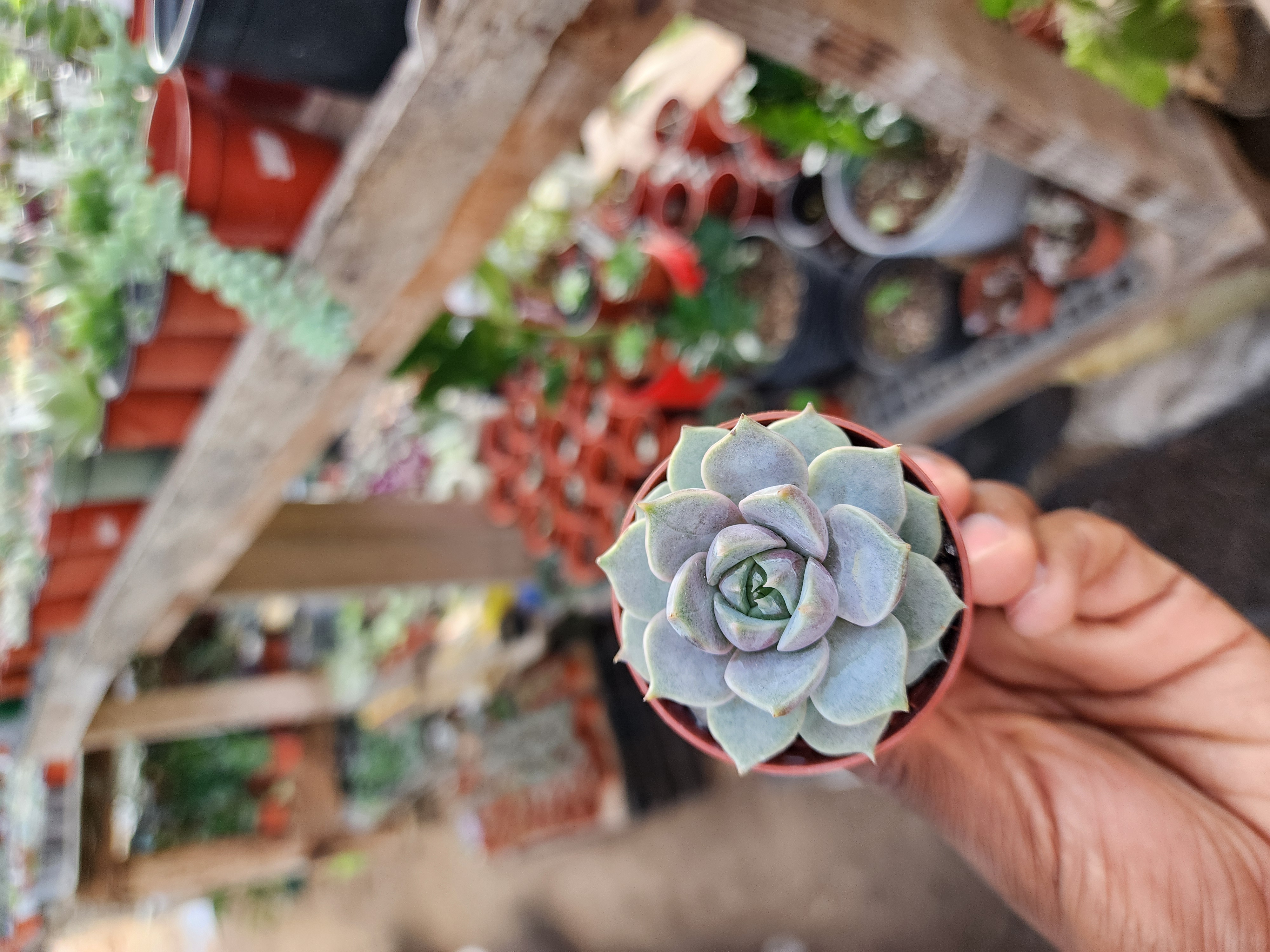 Echeveria Marsic