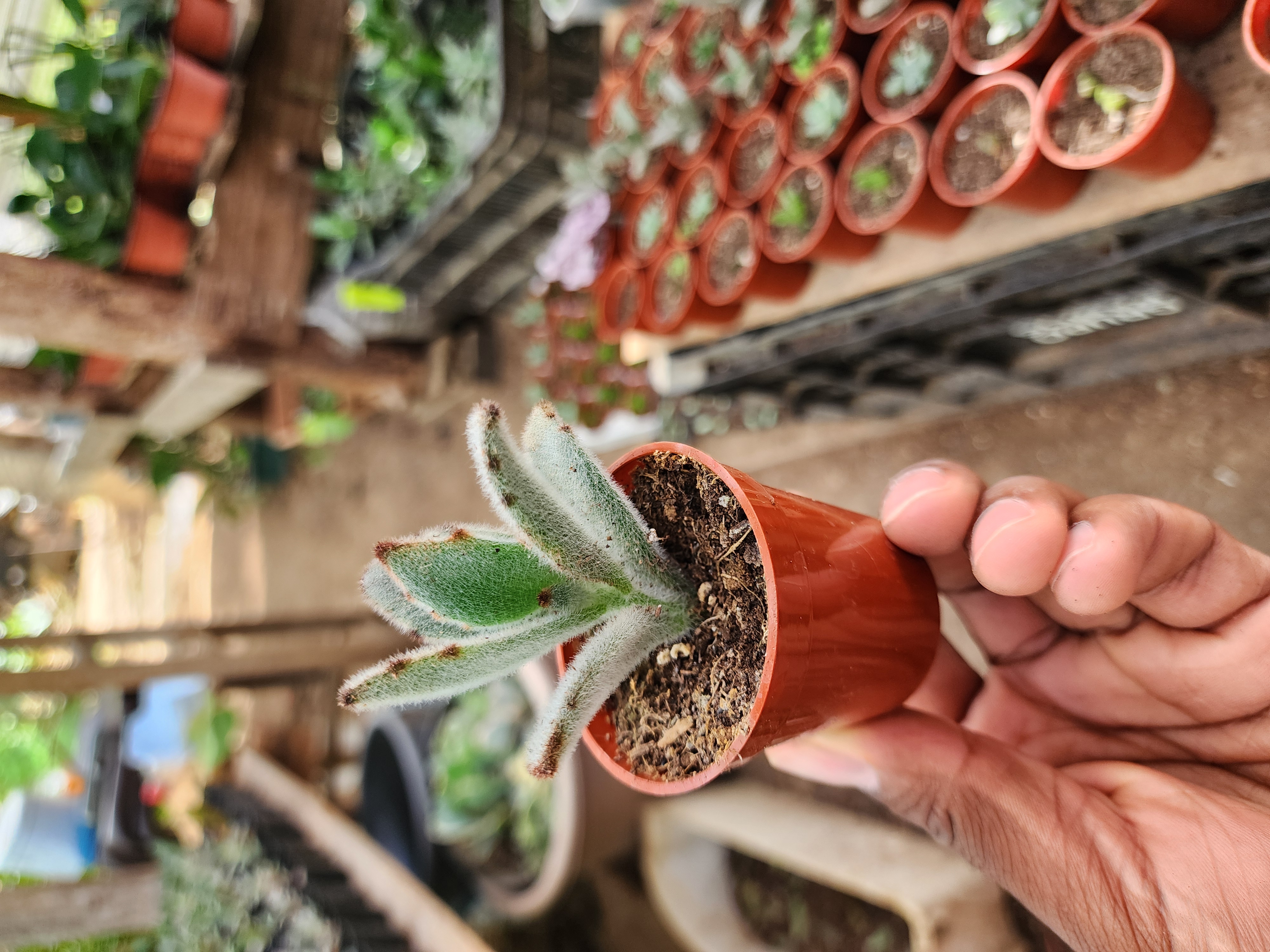 Kalanchoe Tomentosa