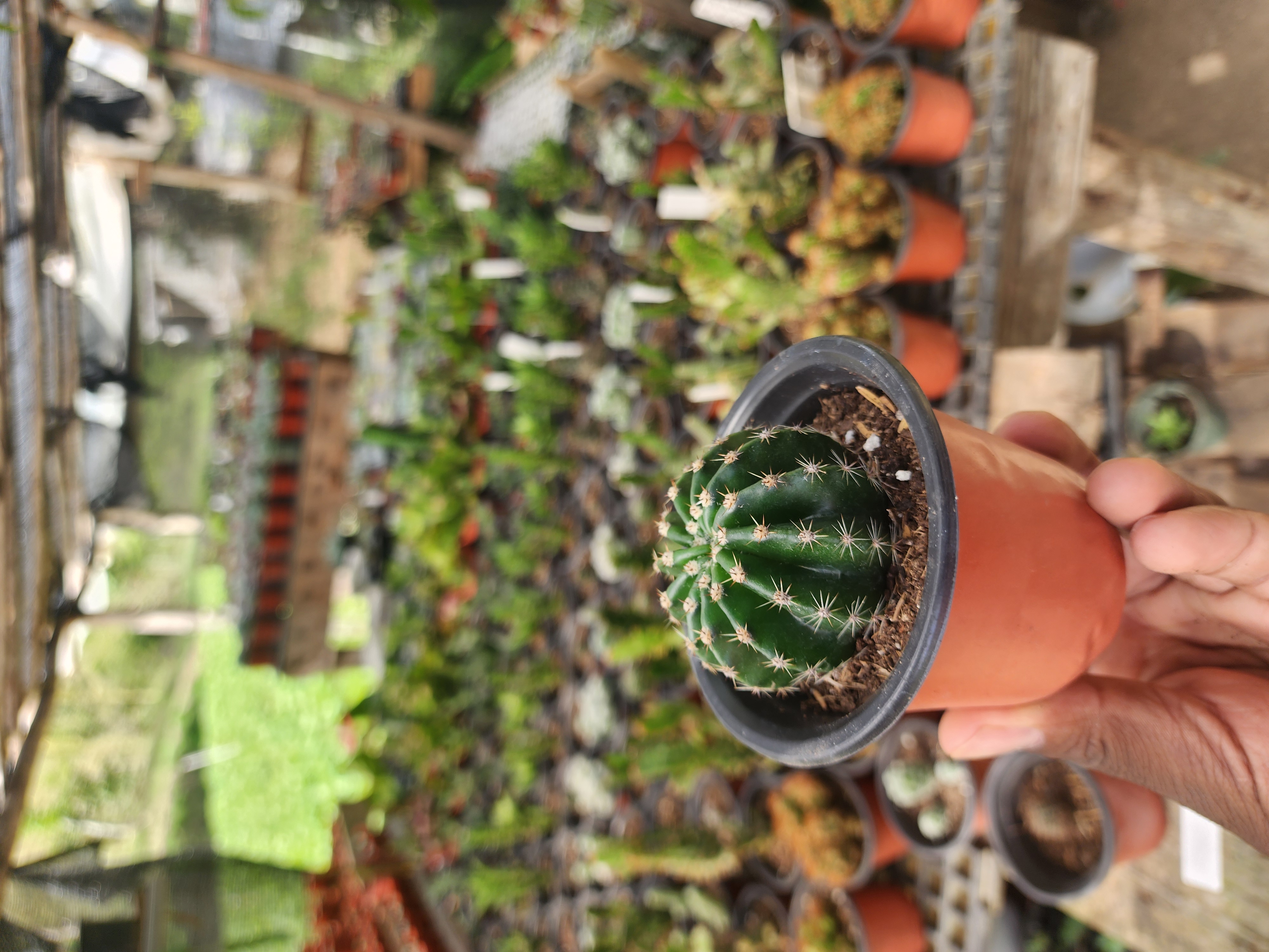 Echinopsis Tubiflora