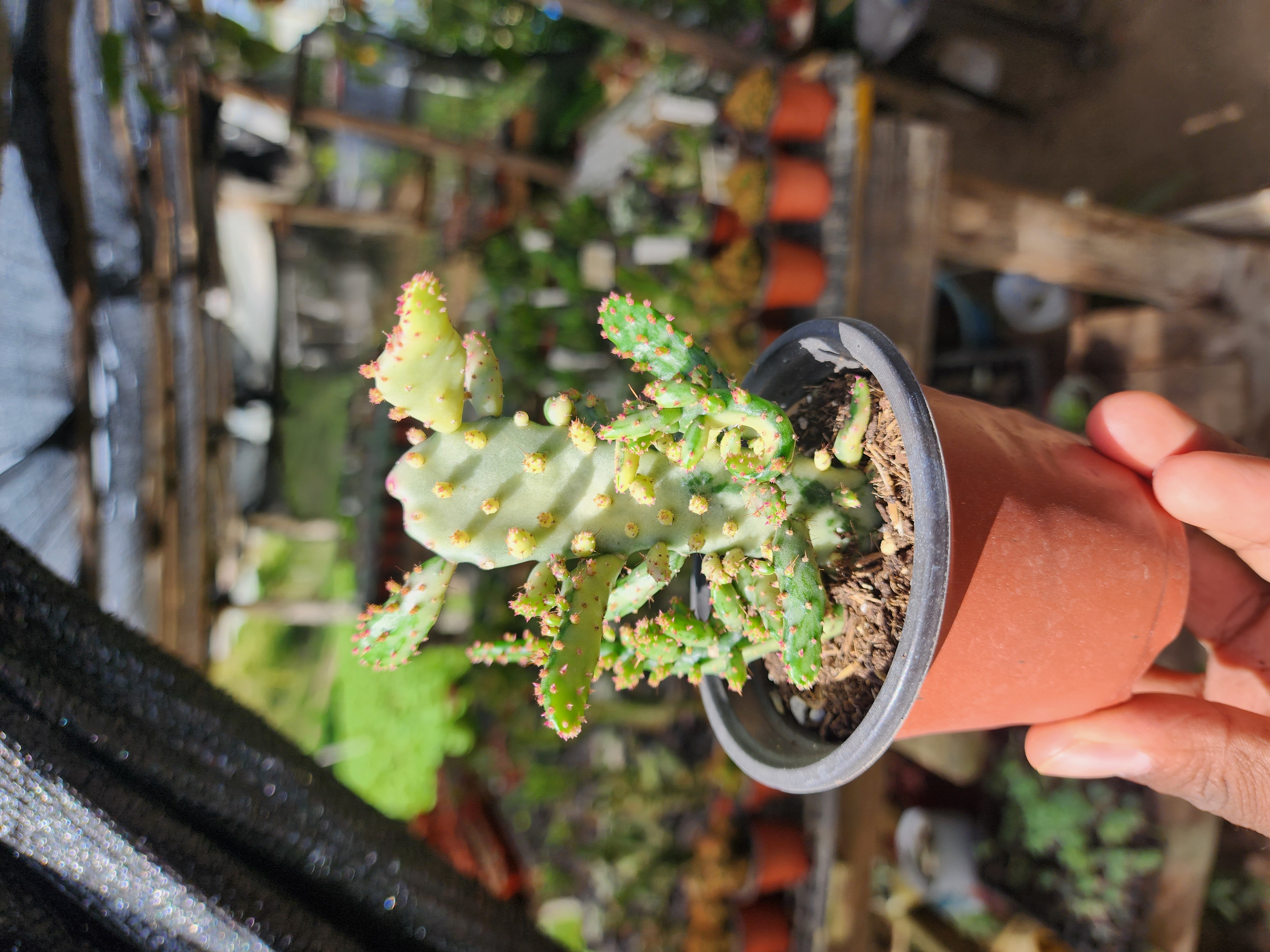 Opuntia Monacantha Variegada