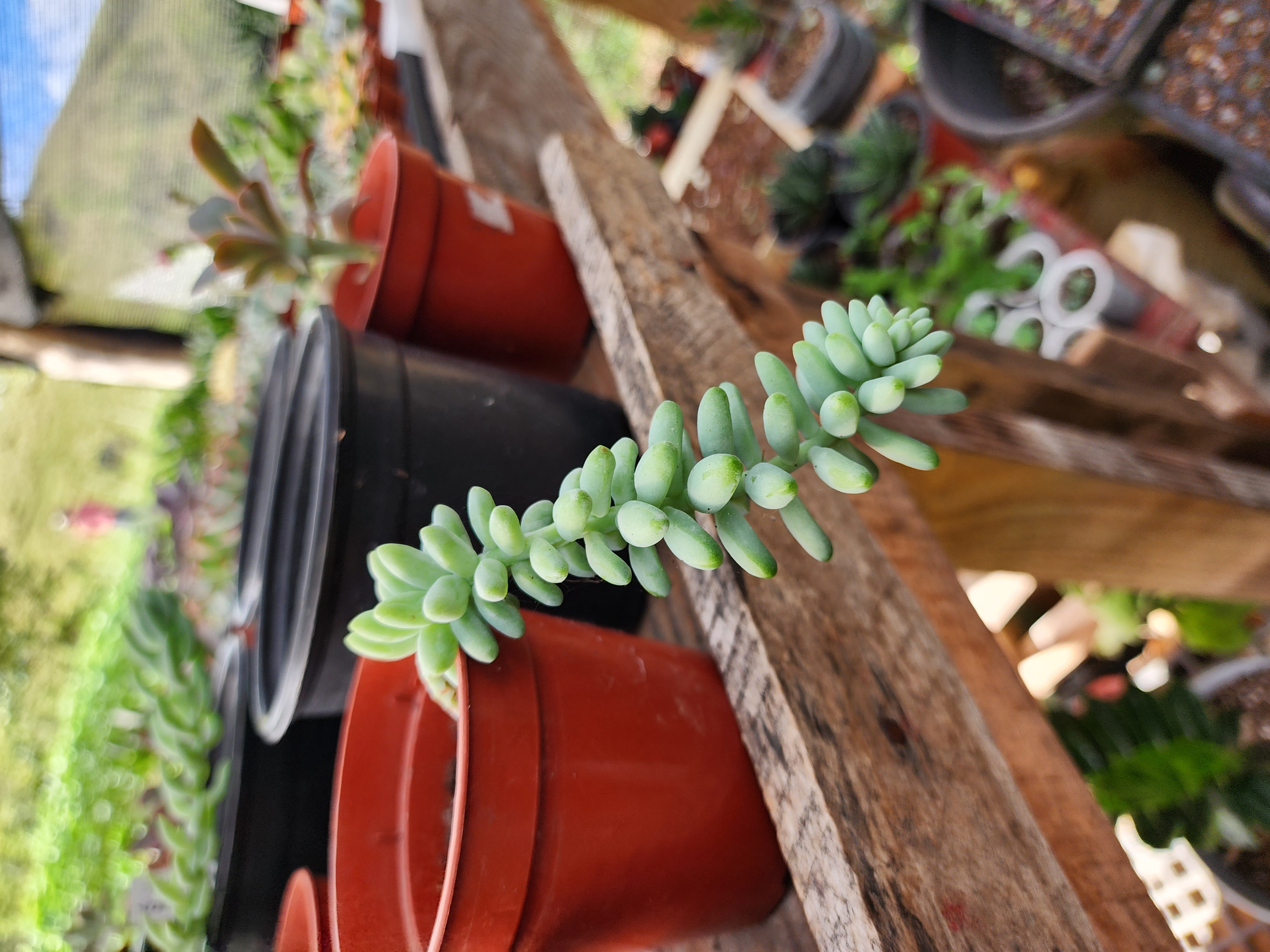 Sedum Burrito