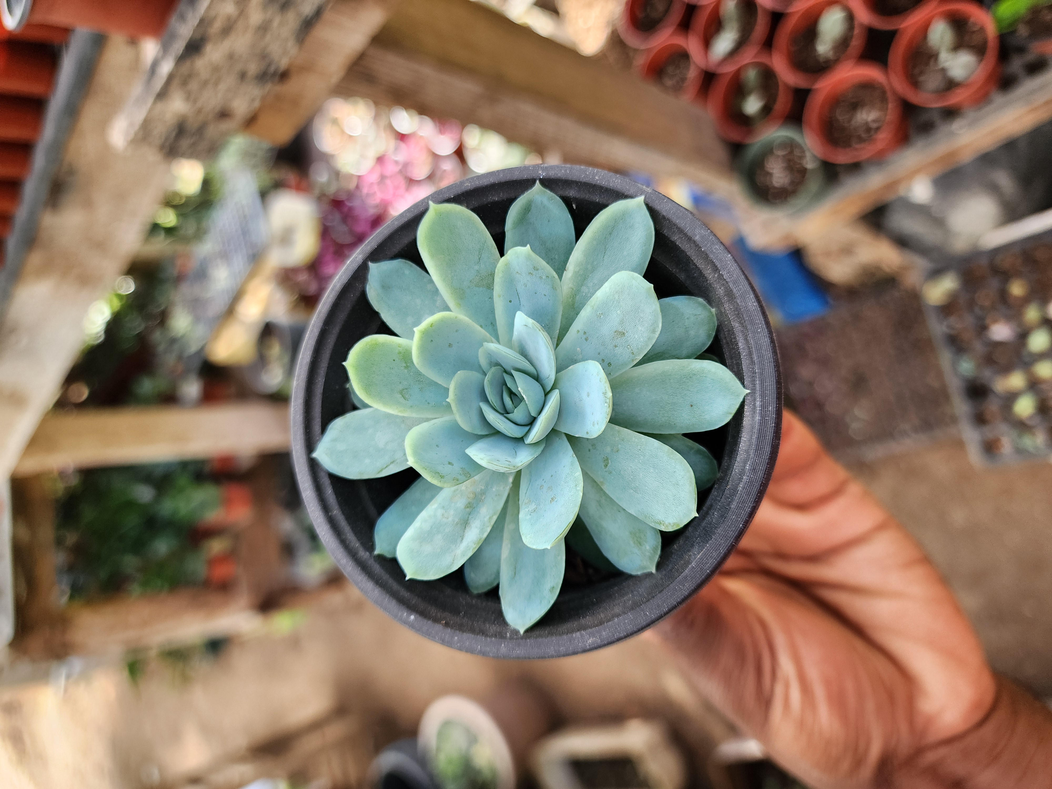 Echeveria Elegans