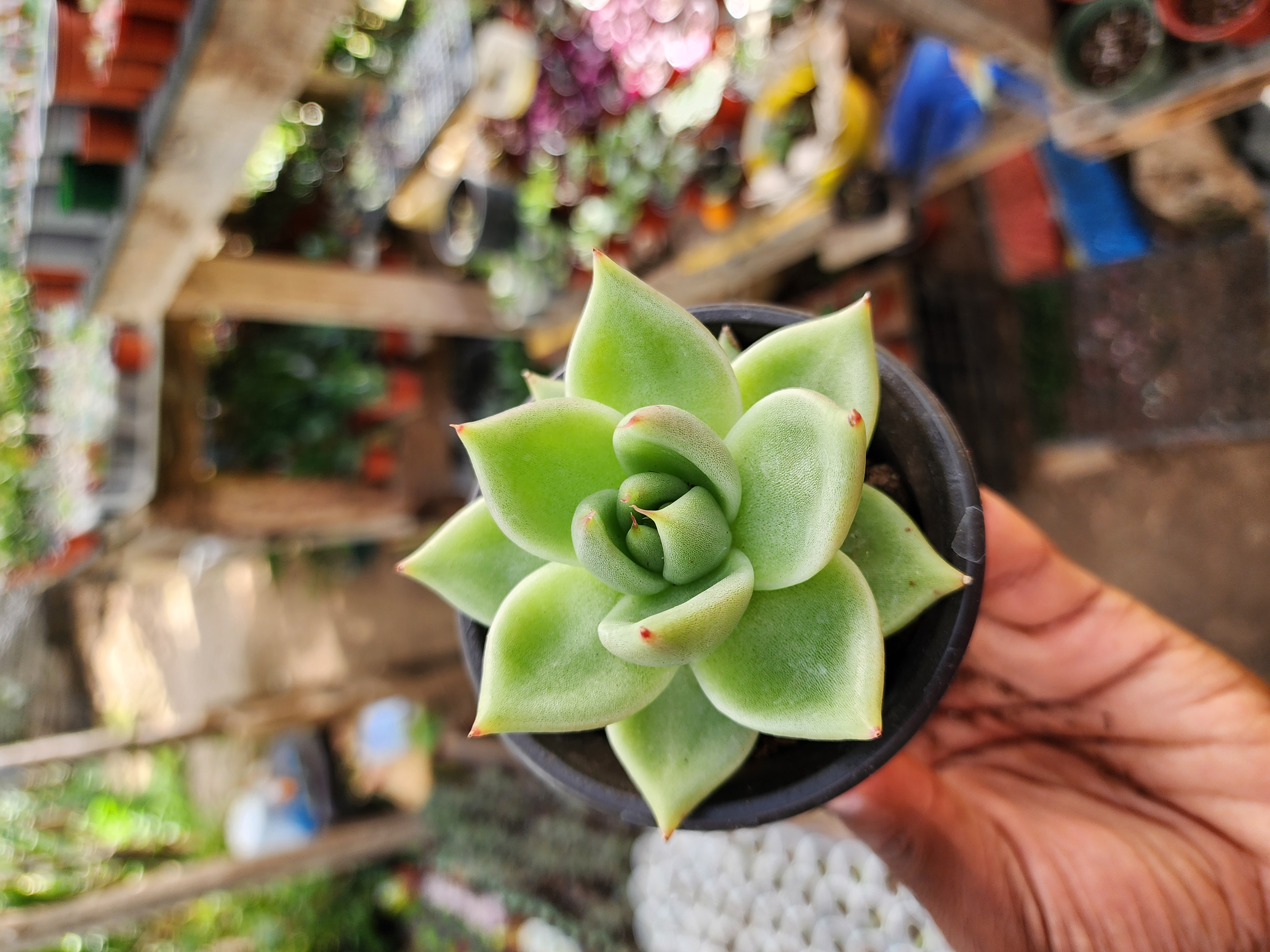 Echeveria agavoides