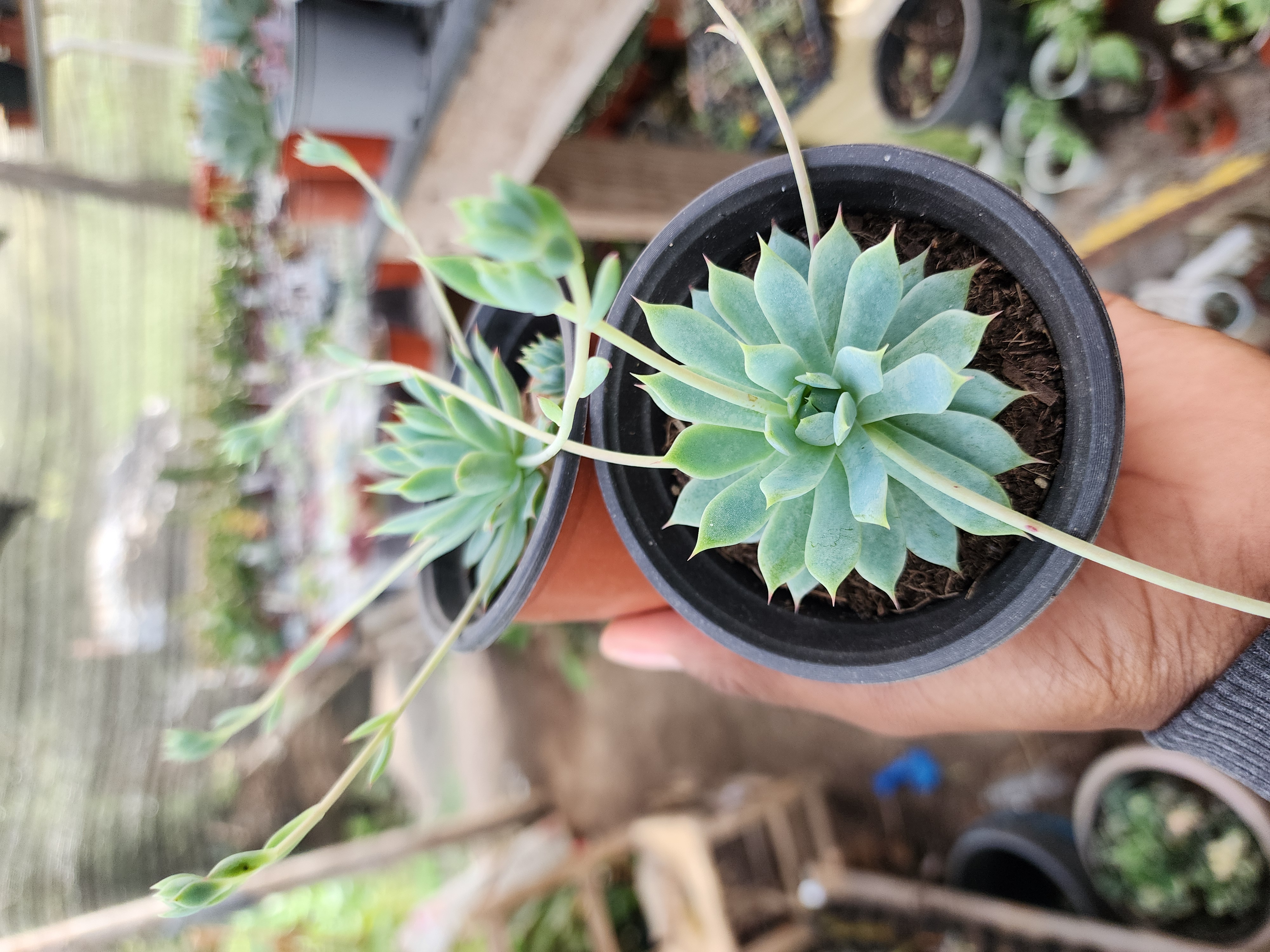 Graptopetalum Macdougallii