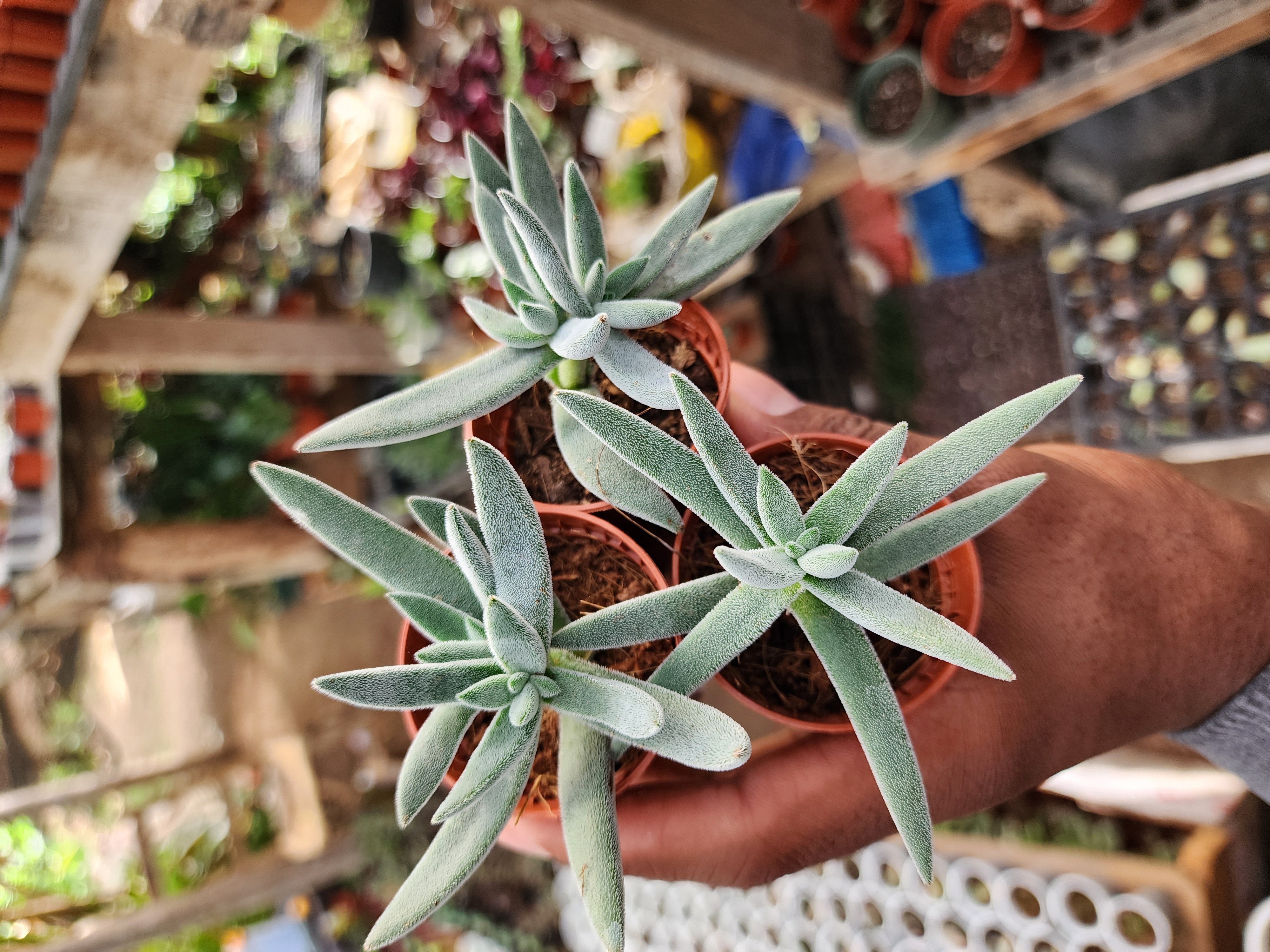 Crassula Tenelii