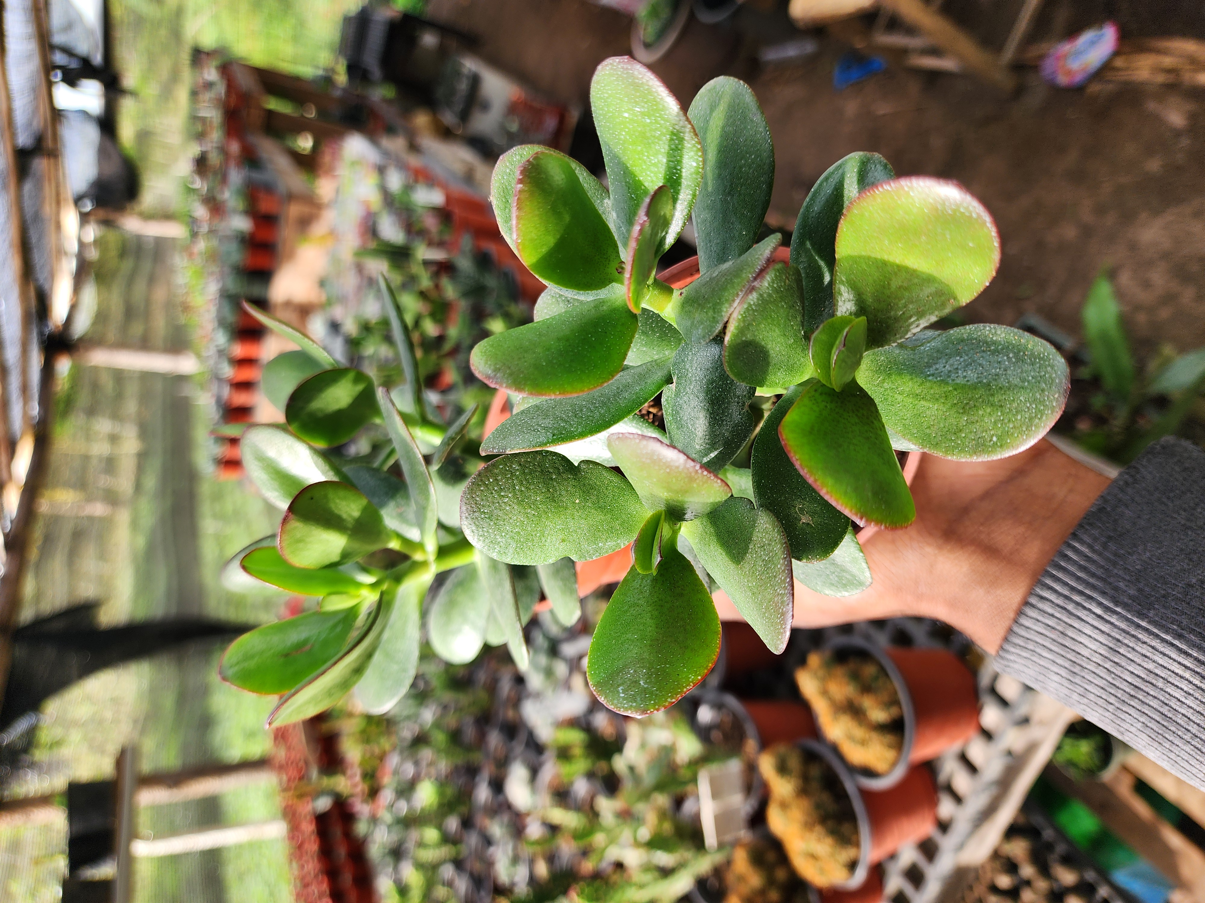 Crassula Ovata (Jade).