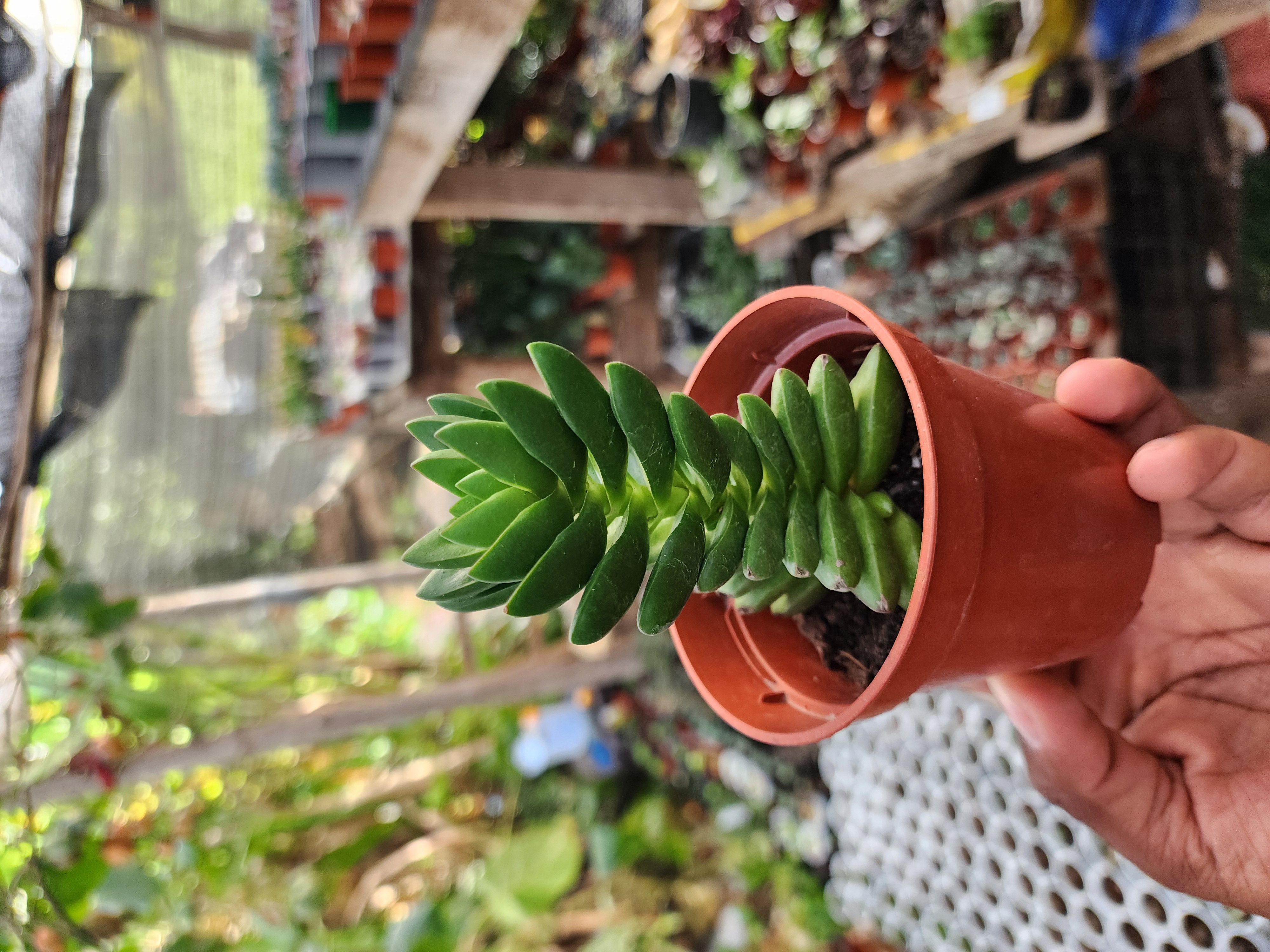 Crassula Benjamin