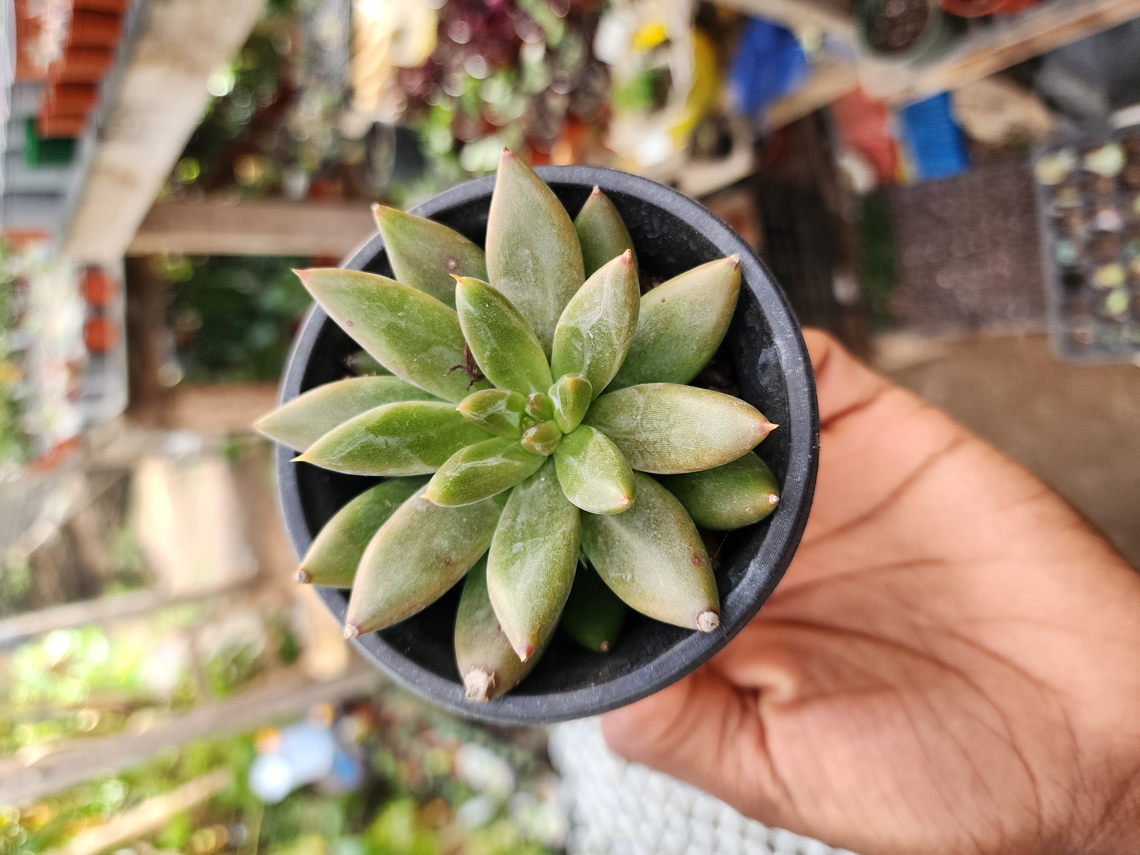 Echeveria Tolimanensis