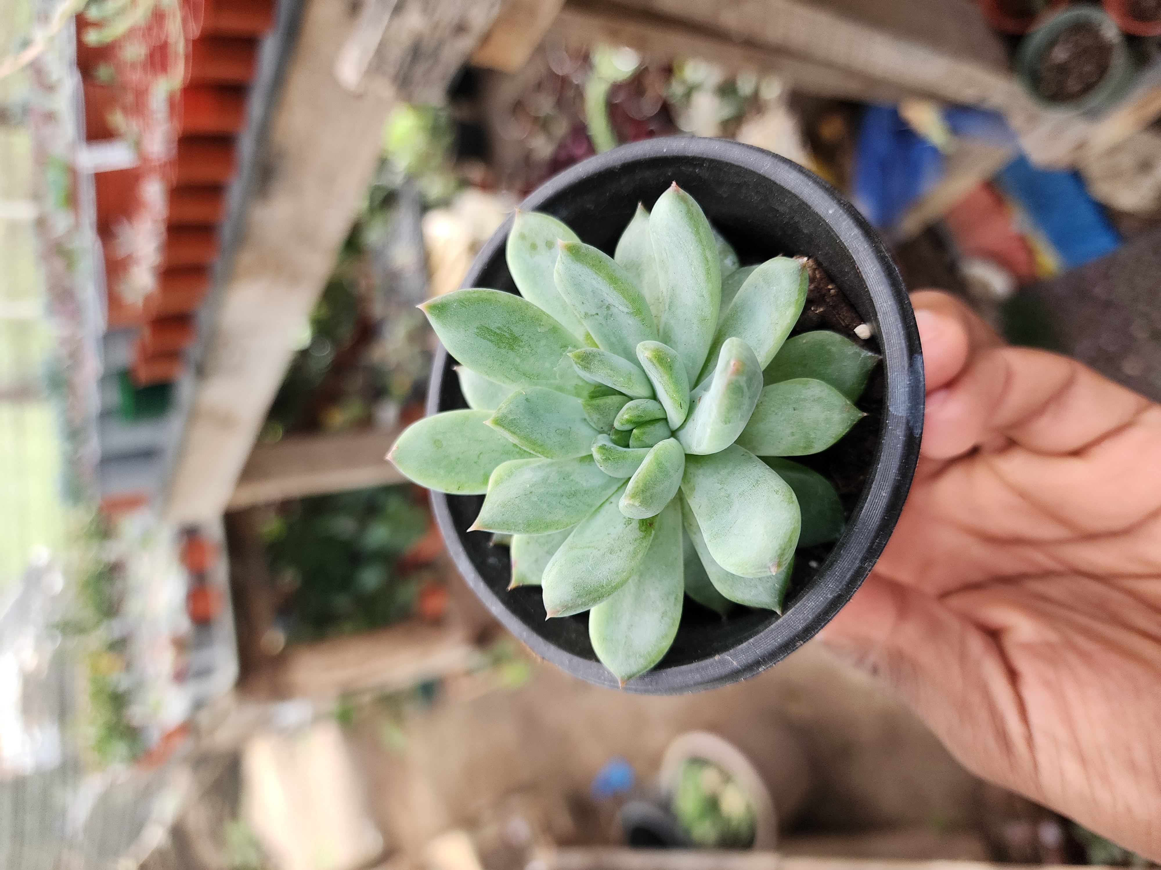 Echeveria Spp N ID