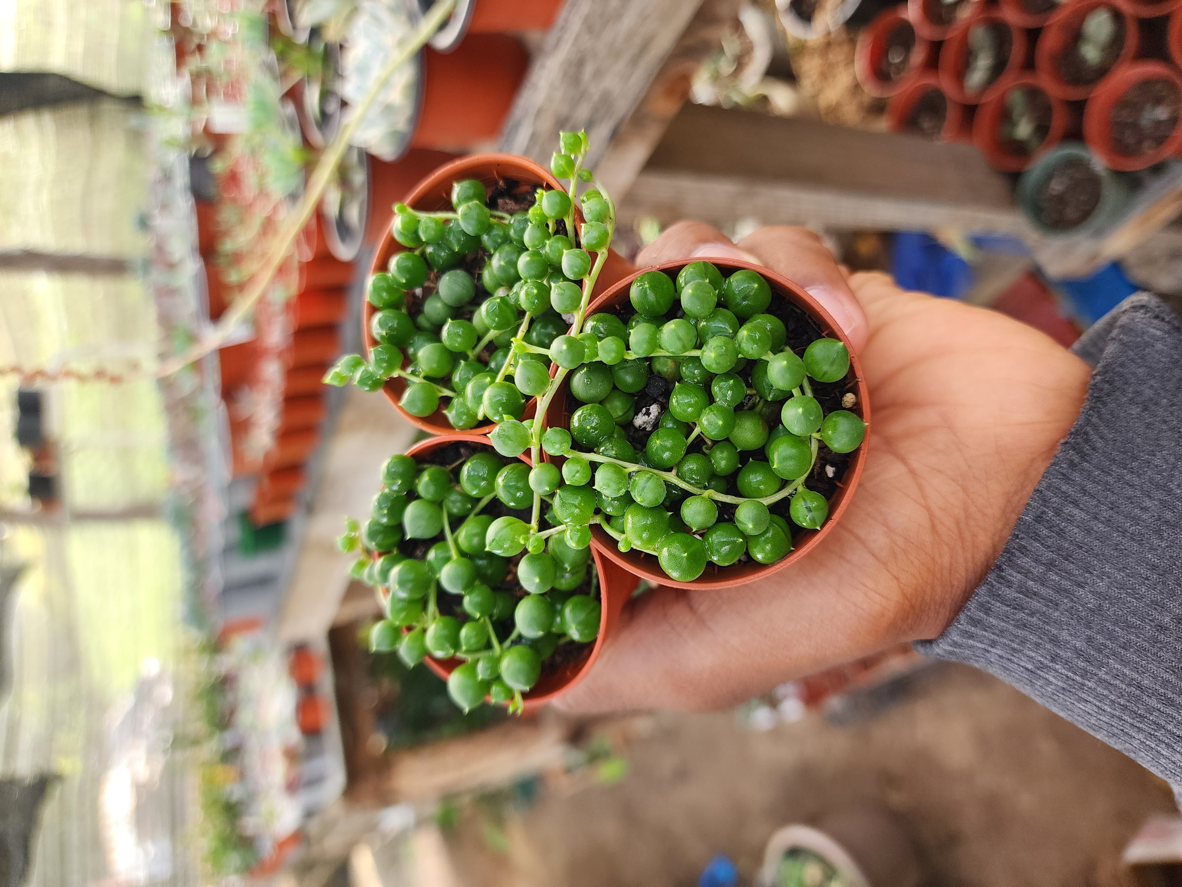 Senecio Rowleyanus  (Rosarios)