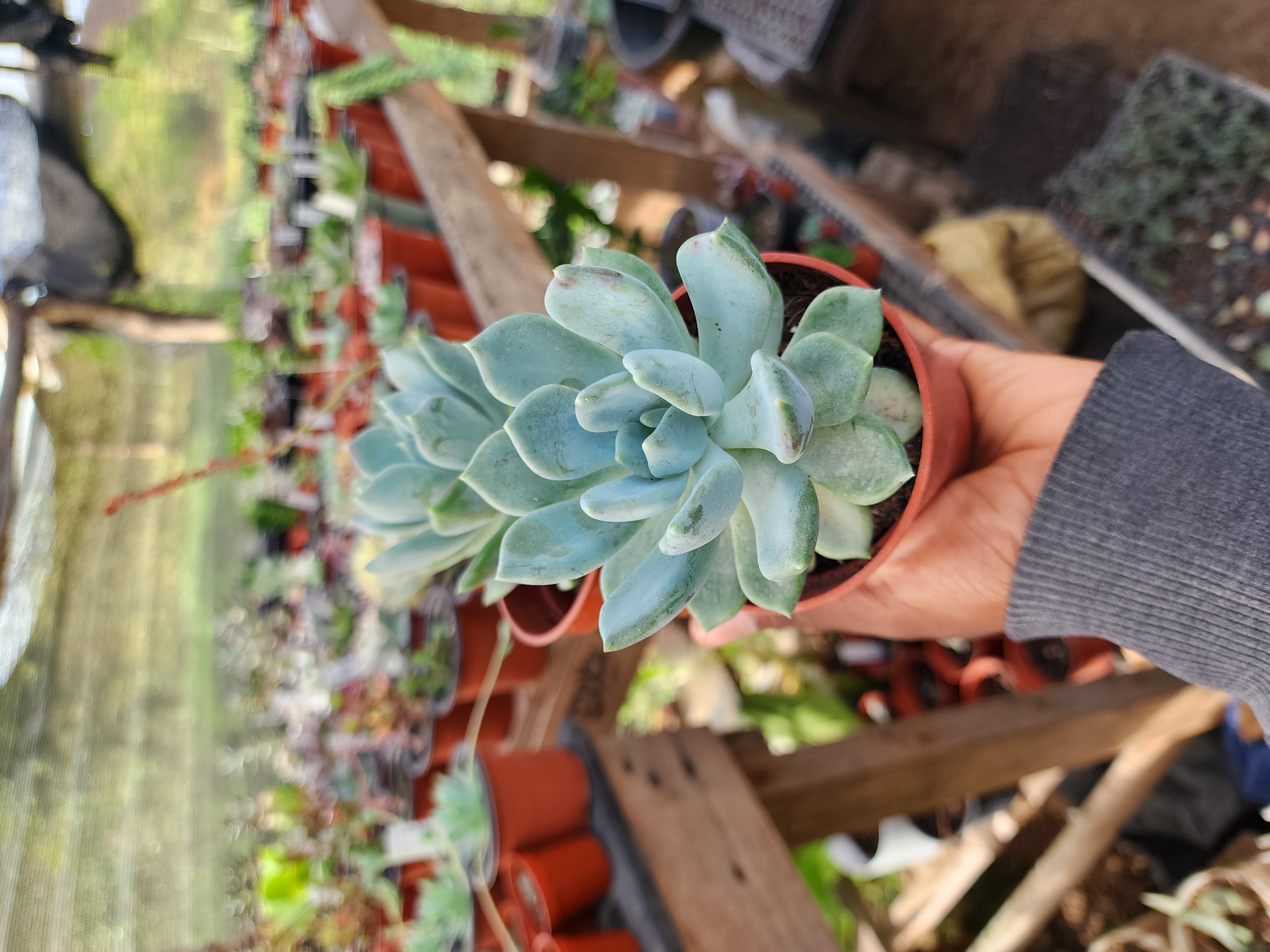Pachyveria Clavifolia