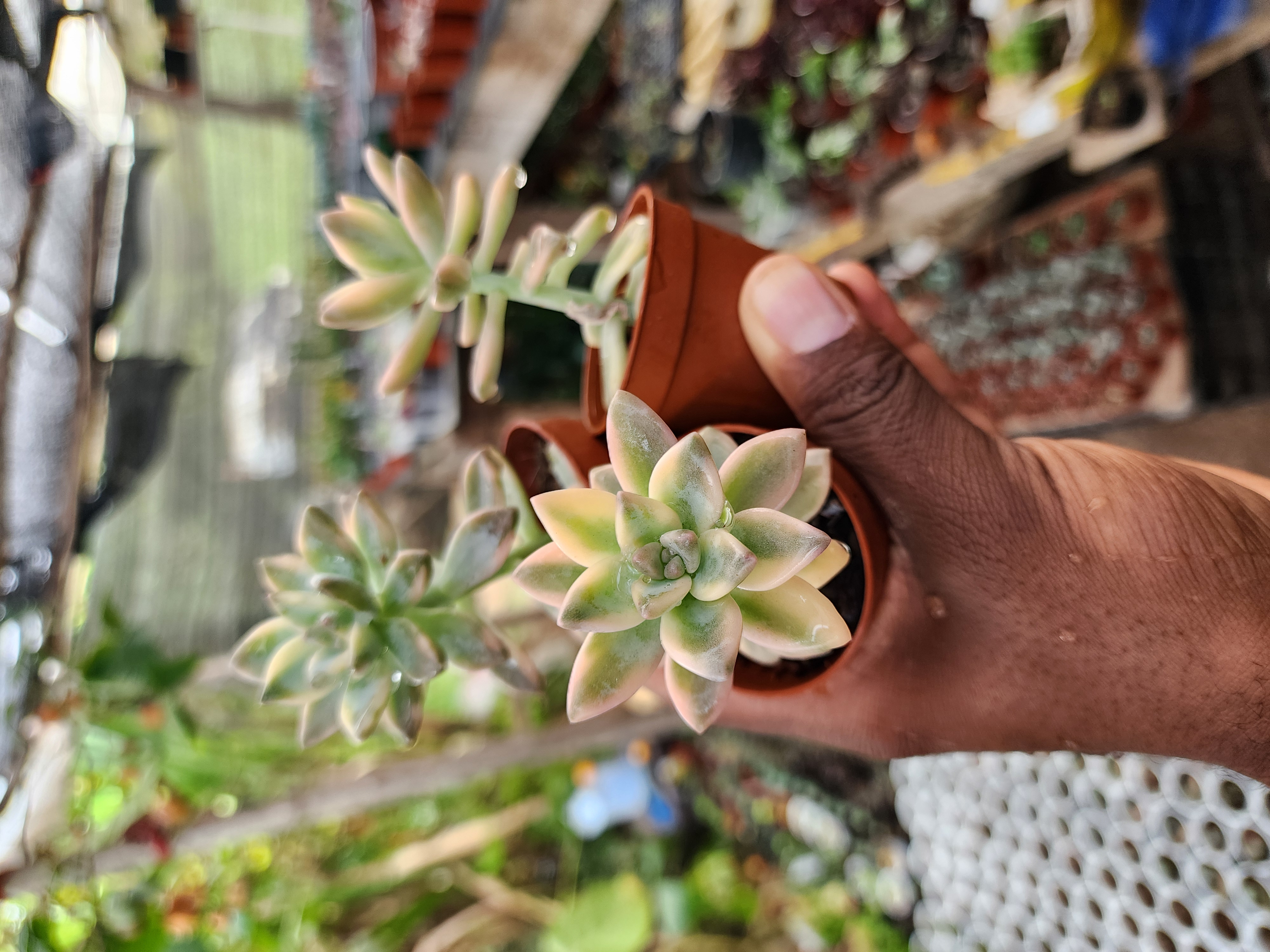 Graptosedum Ghosty Variegada