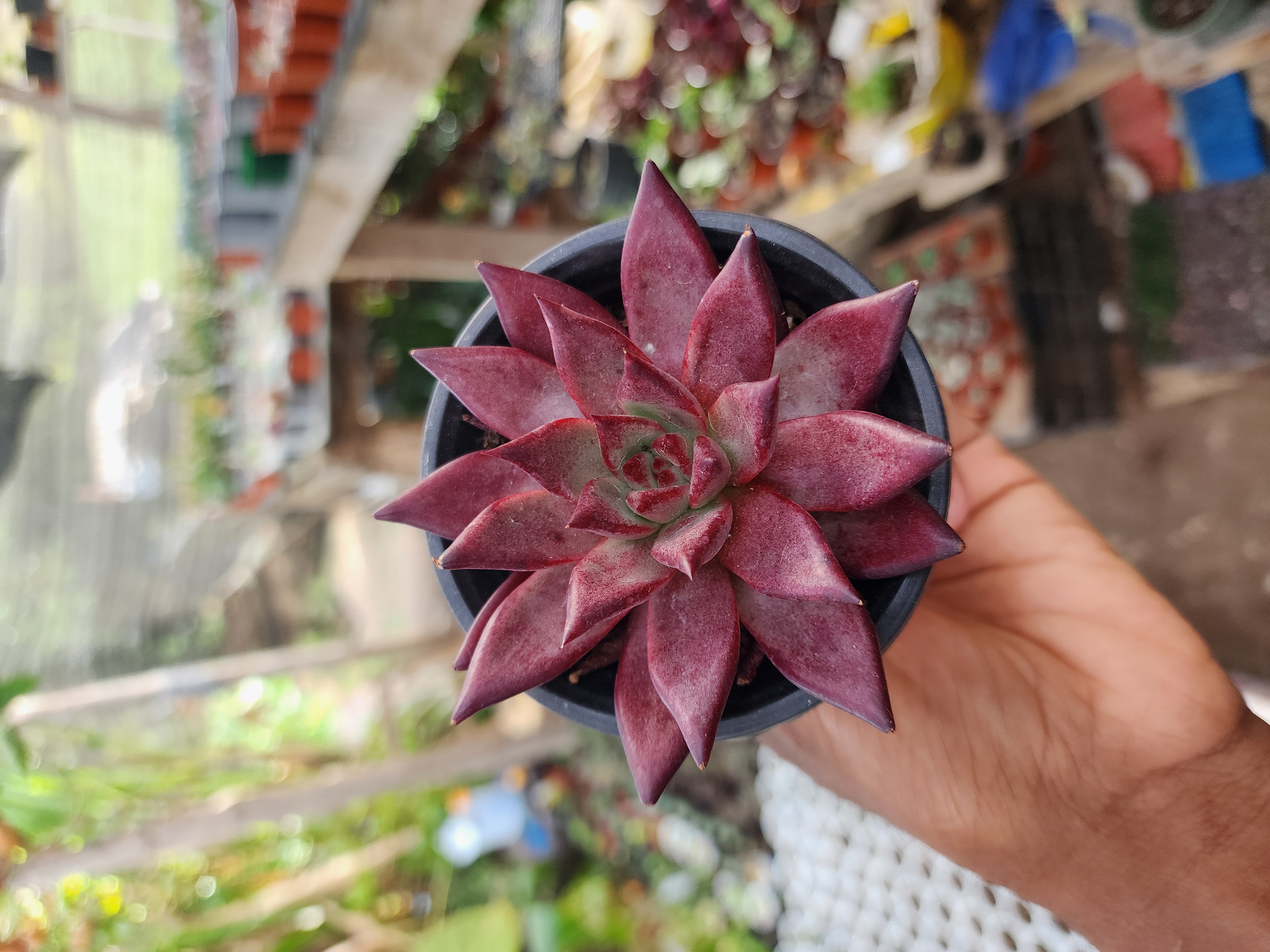Echeveria Agavoide Romeo Rubi