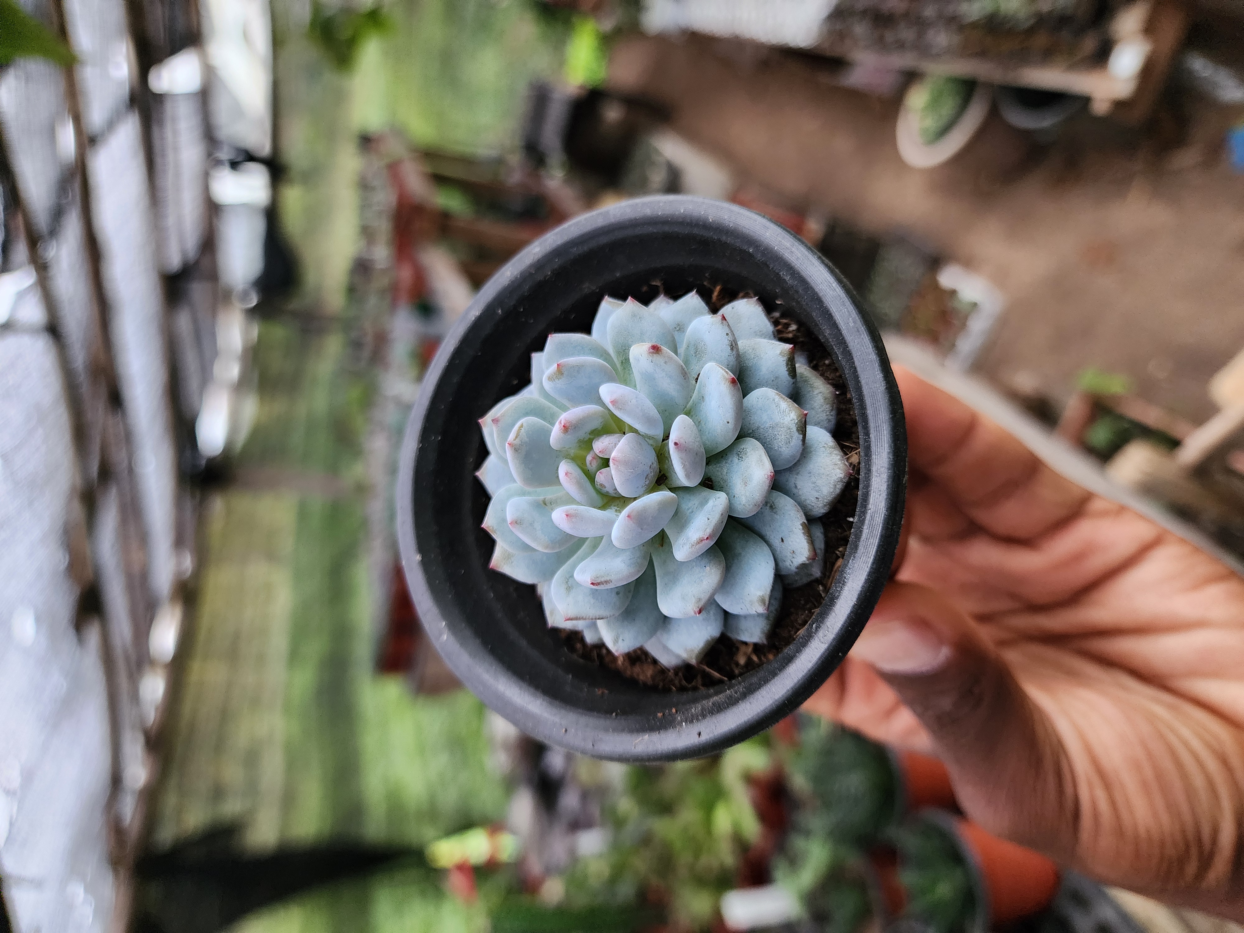 Echeveria N ID 01
