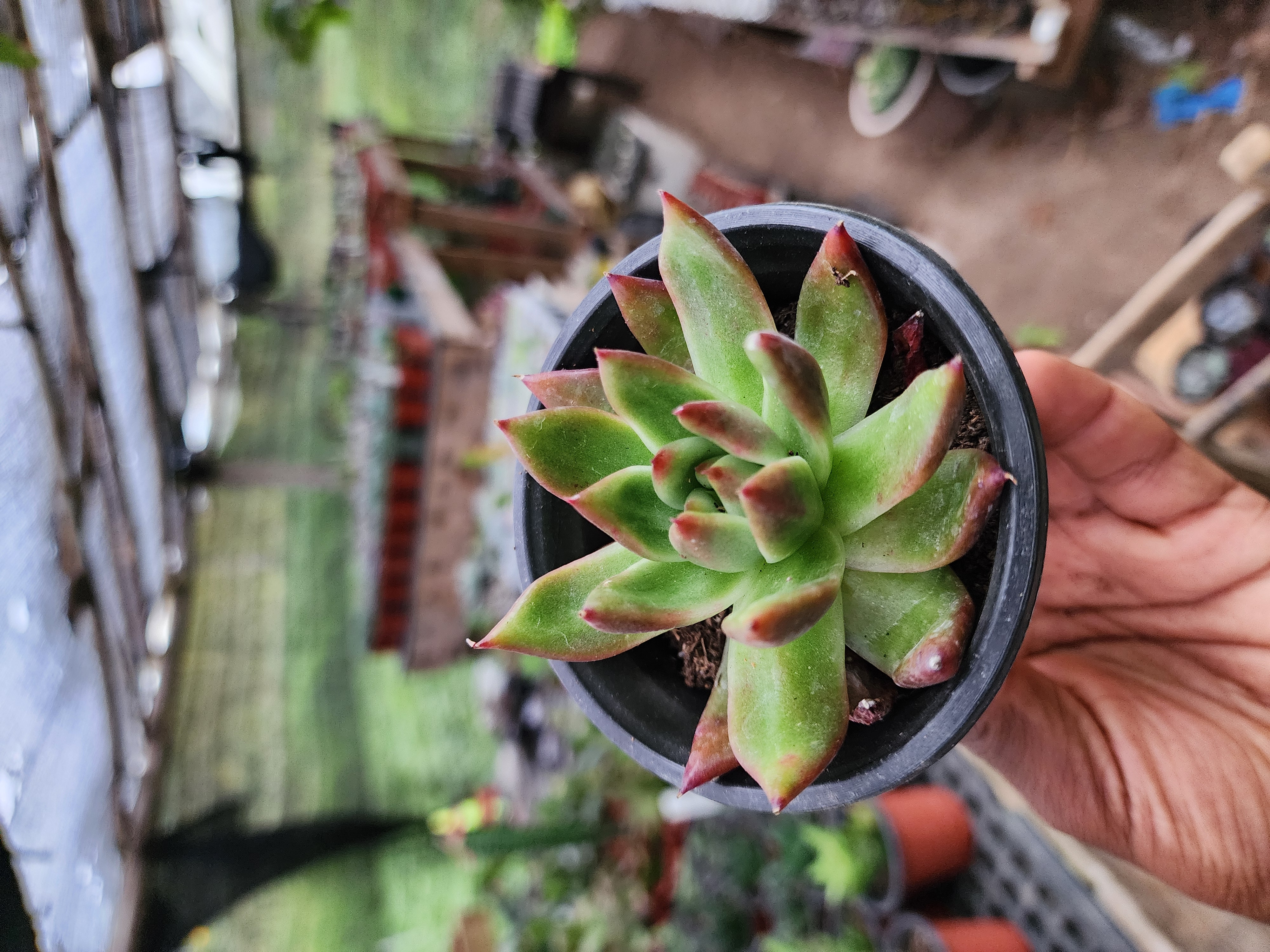 Echeveria Agavoide
