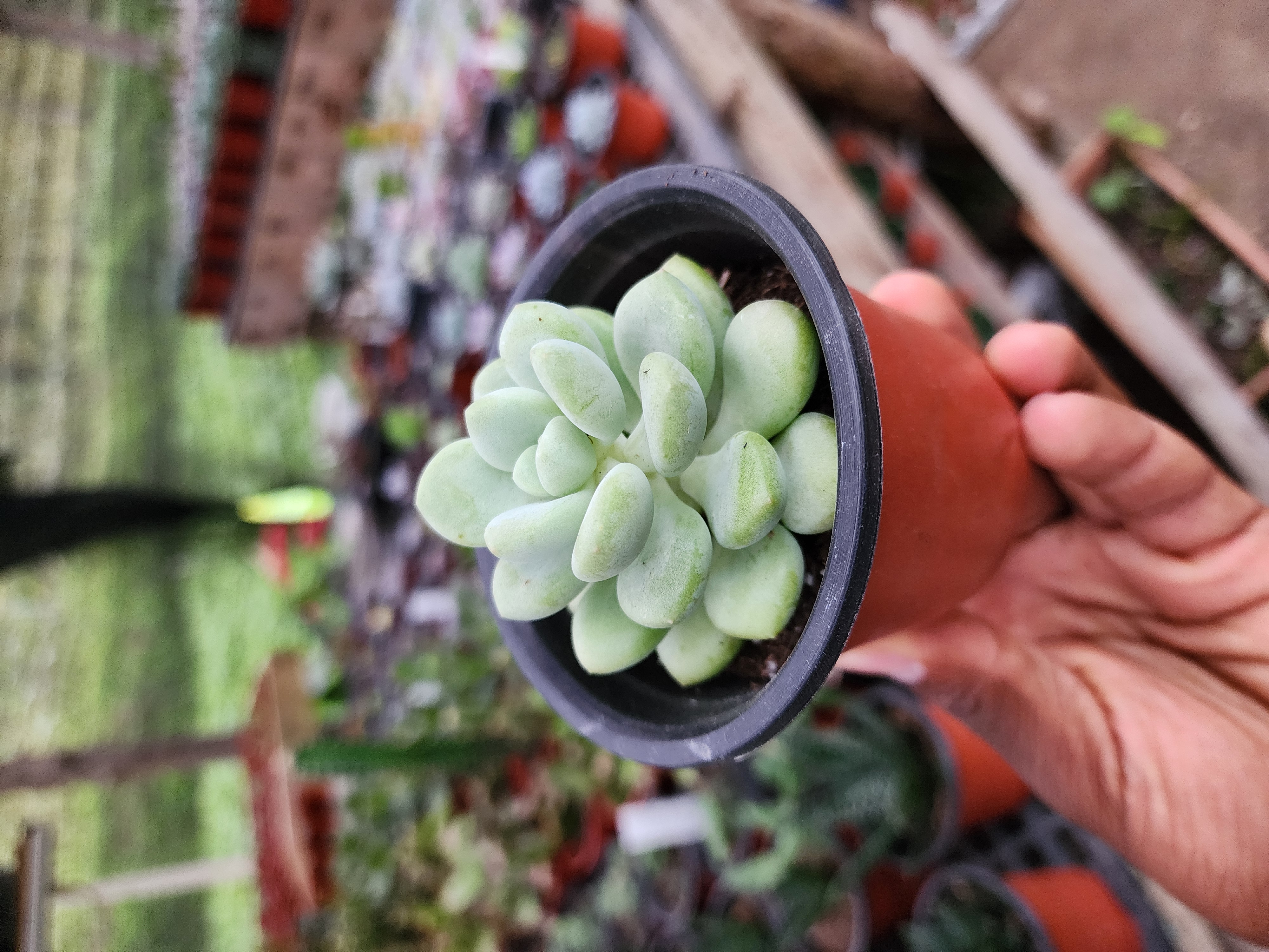 Pachyphytum Bubble Gum