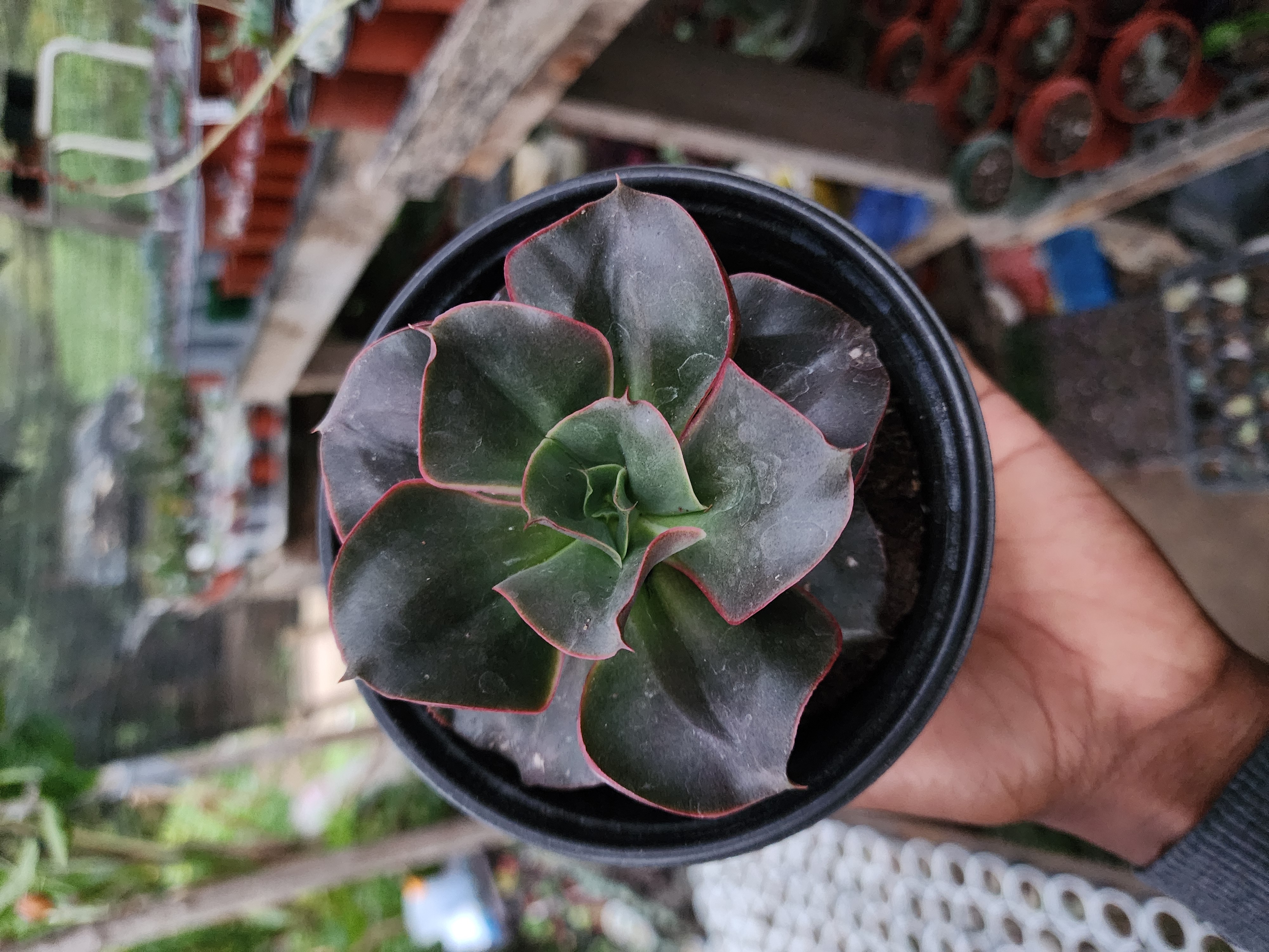 Echeveria Minigosaong Red