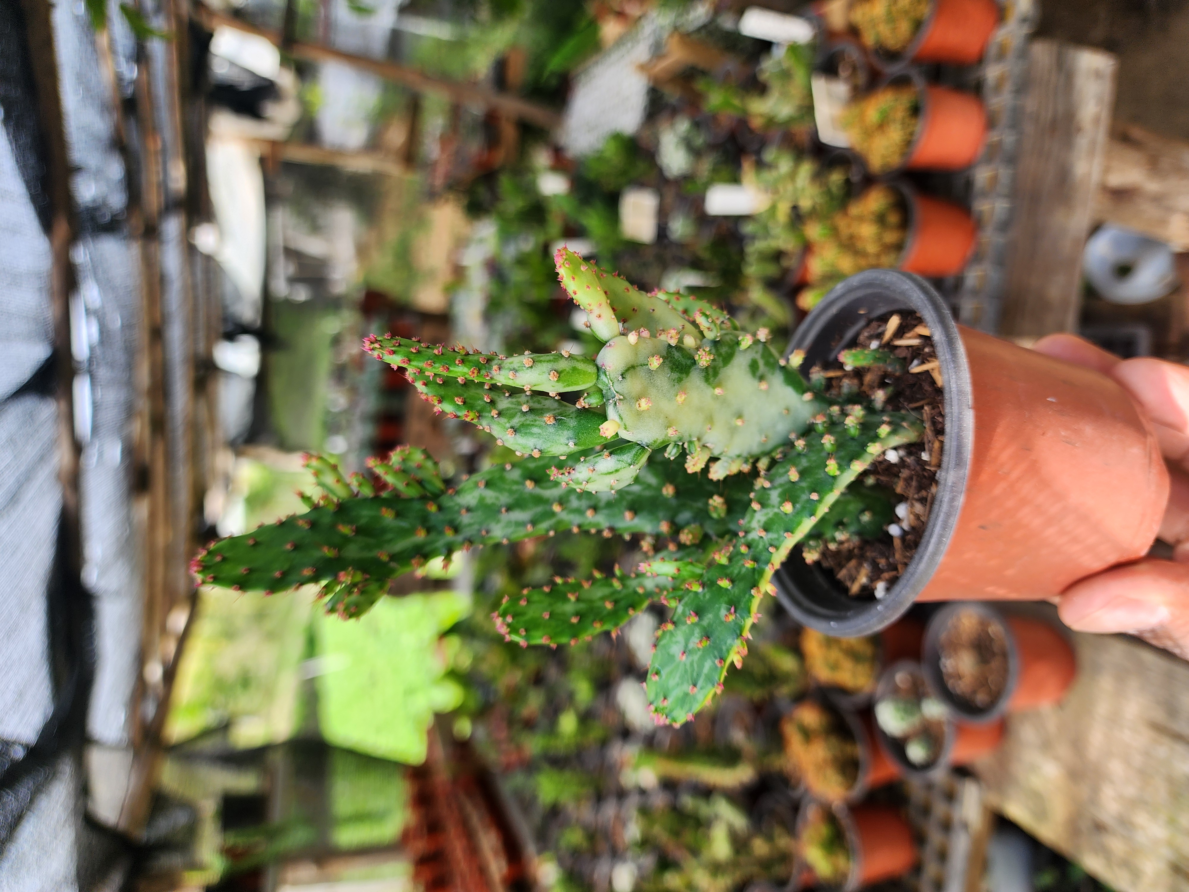 Opuntia Monacantha Variegada