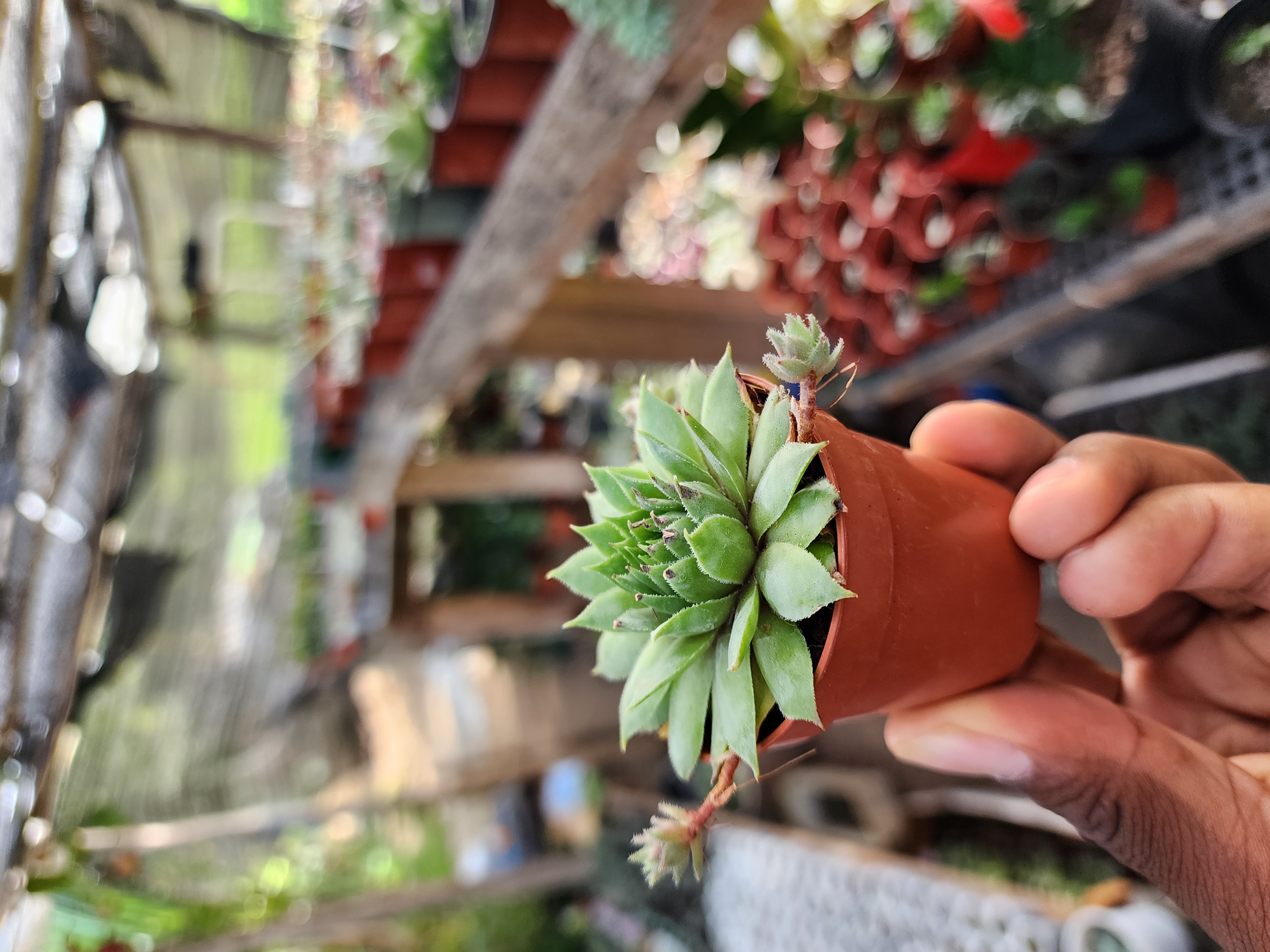 Sempervivum Spp 01