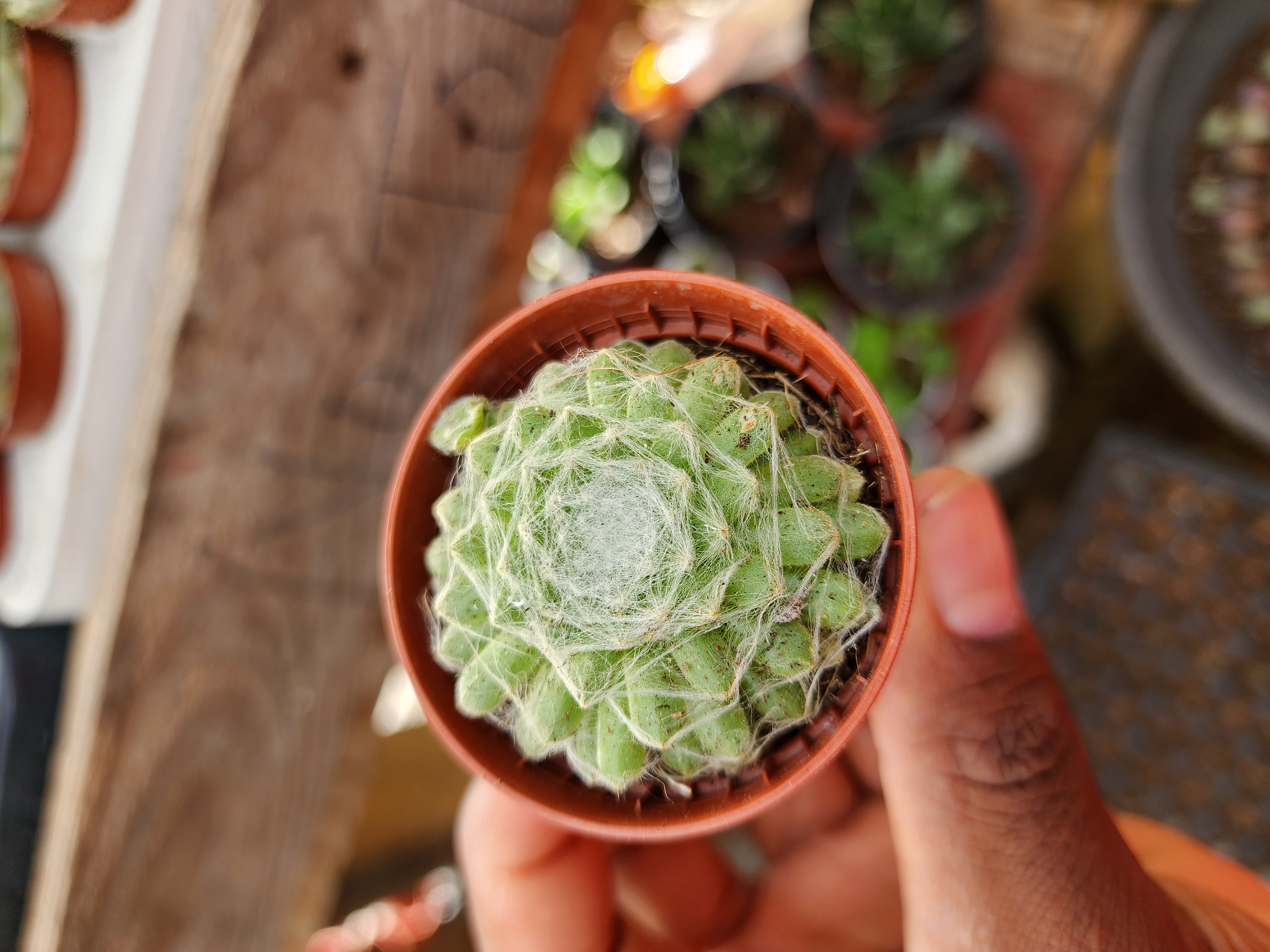 Sempervivum Arachnodeum Spp